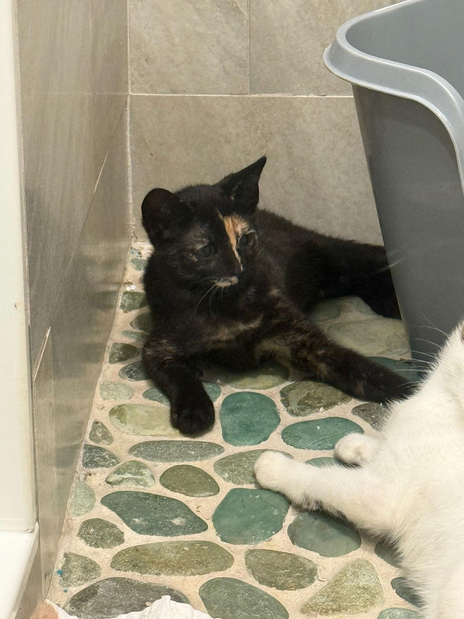 Oreo, Adopted, Kitten Female Tortoiseshell.