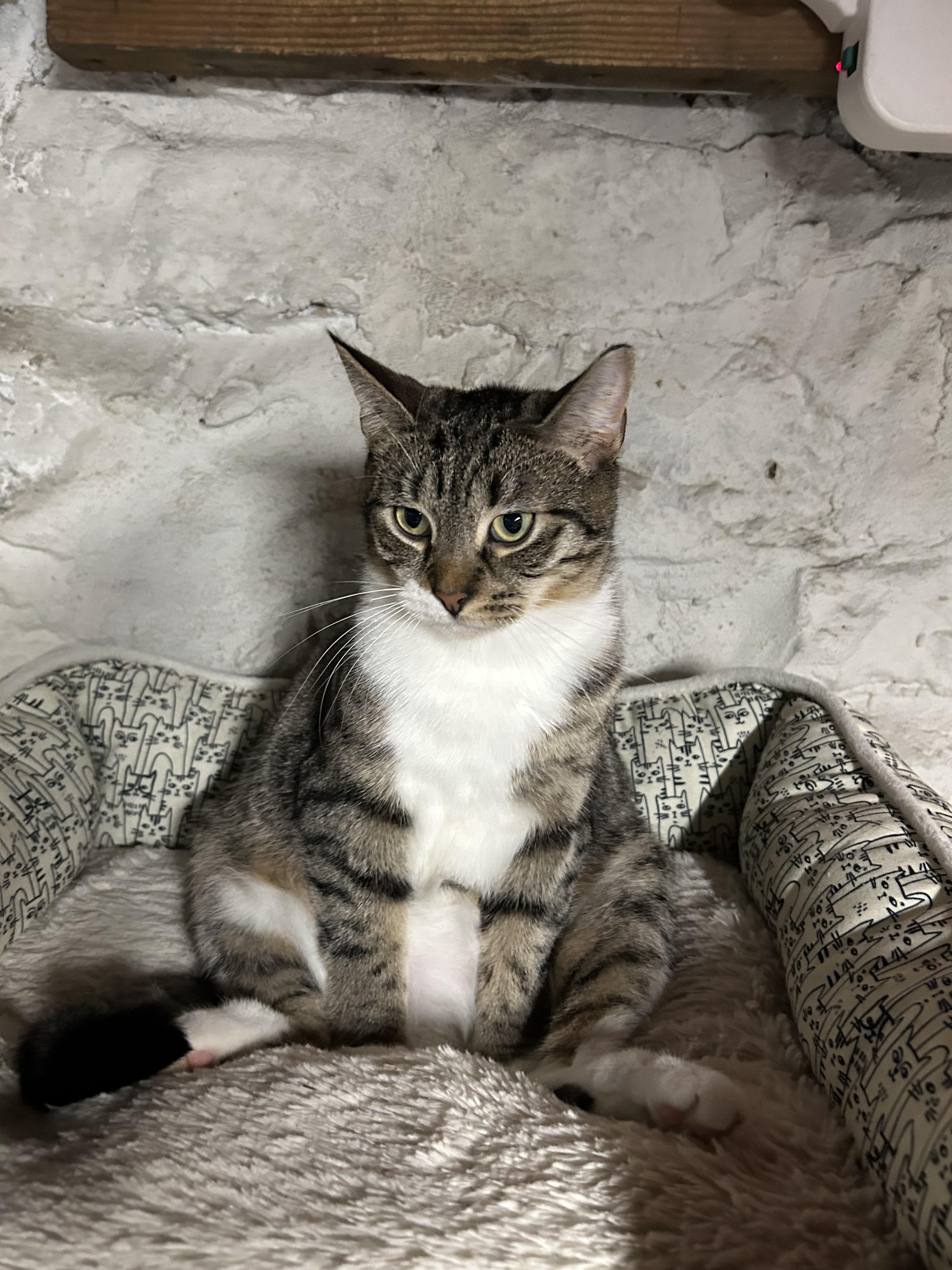 Enlarge Kuna, a Adoptable Domestic Short Hair in Dayton, OH image 2/6