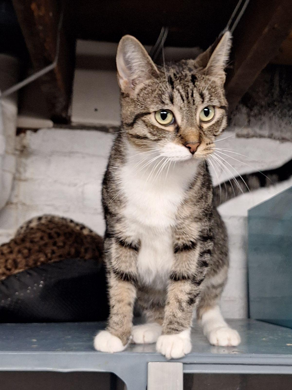 Enlarge Kuna, a Adoptable Domestic Short Hair in Dayton, OH image 4/6