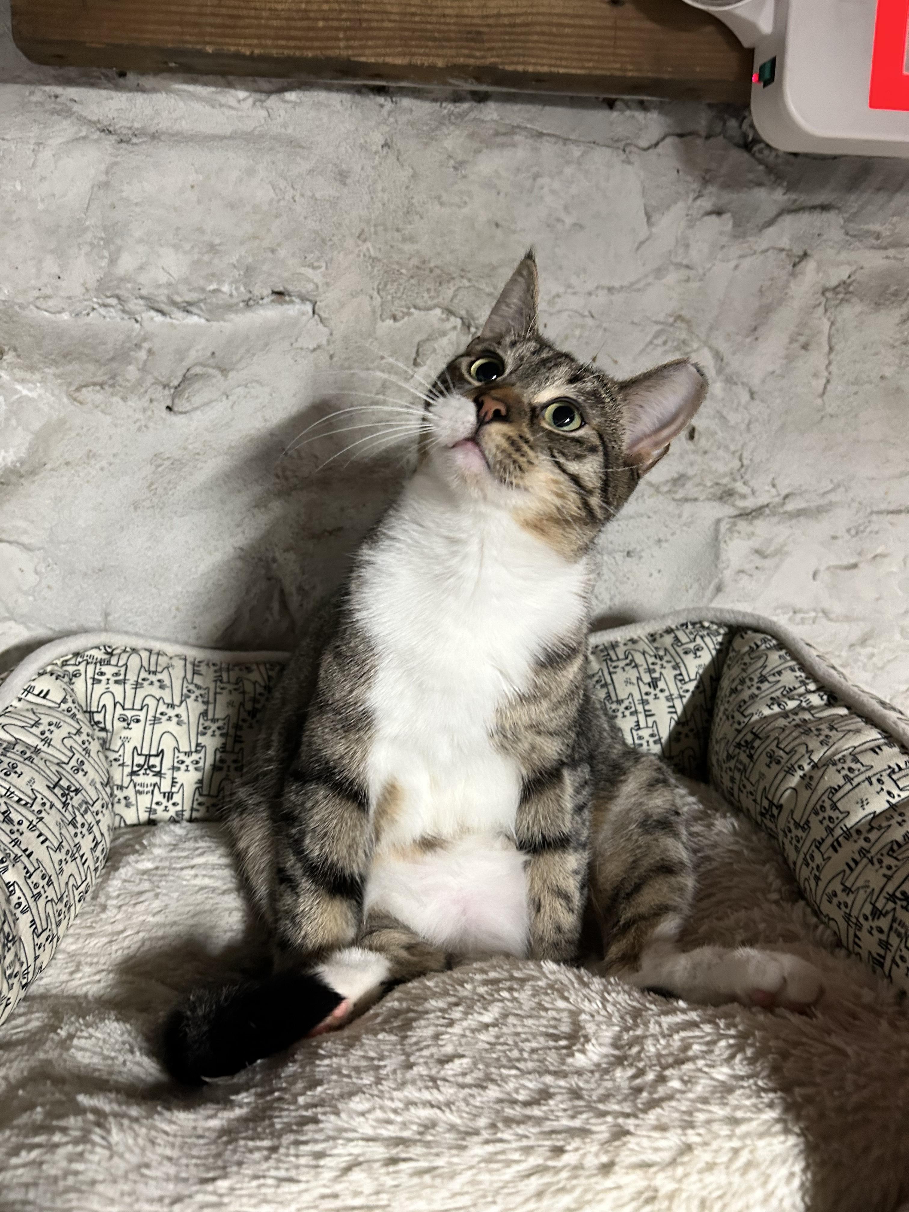 Enlarge Kuna, a Adoptable Domestic Short Hair in Dayton, OH image 6/6