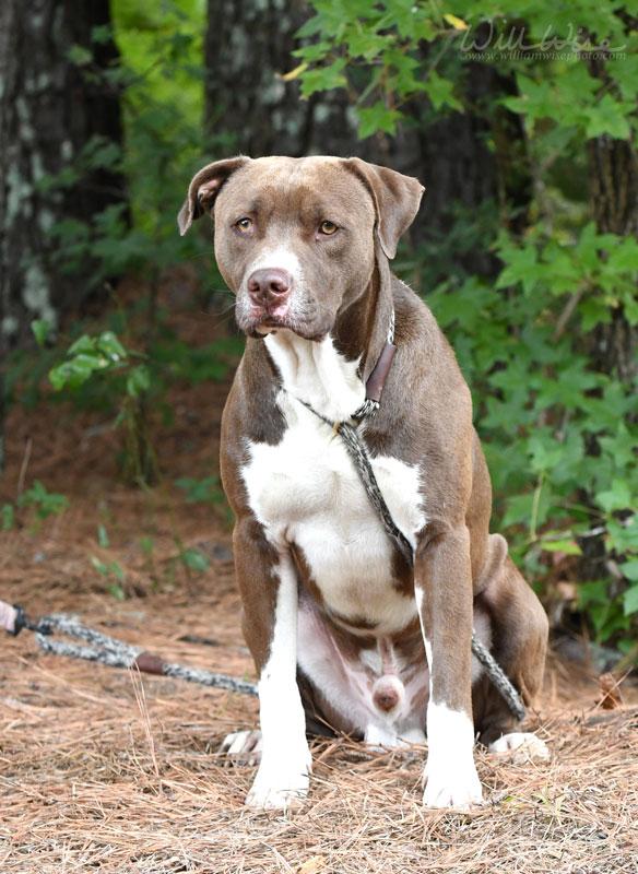 Enlarge Jackson, a Adoptable Pit Bull Terrier in Monroe, GA image 5/6