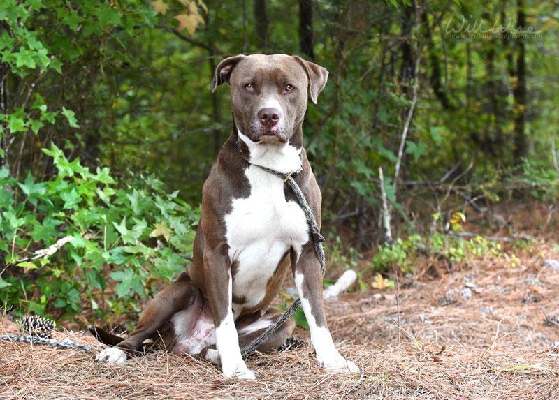 Enlarge Jackson, a Adoptable Pit Bull Terrier in Monroe, GA image 6/6
