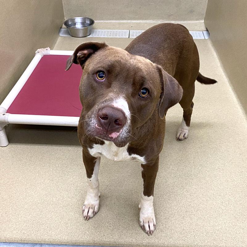 Enlarge Jackson, a Adoptable Pit Bull Terrier in Monroe, GA image 2/6