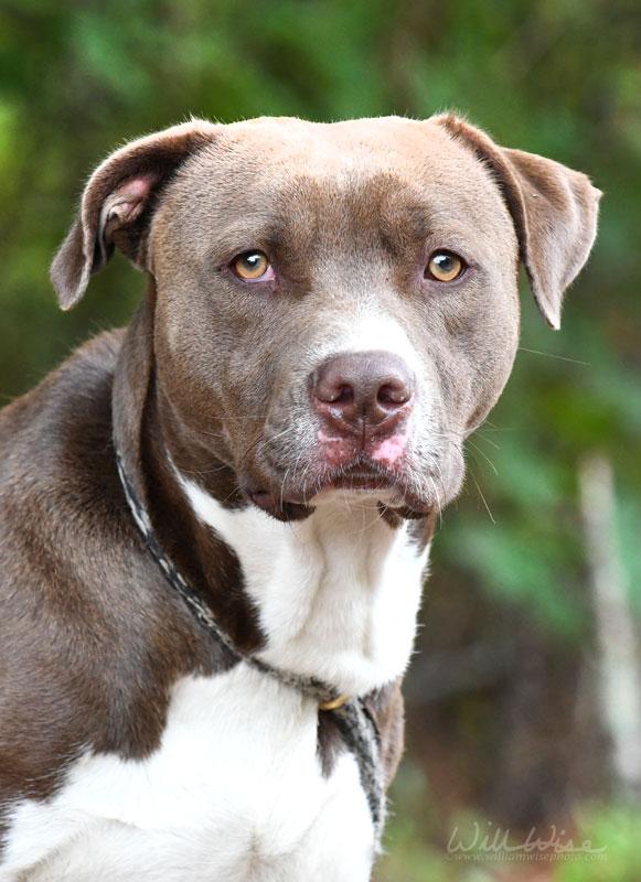 Enlarge Jackson, a Adoptable Pit Bull Terrier in Monroe, GA image 4/6