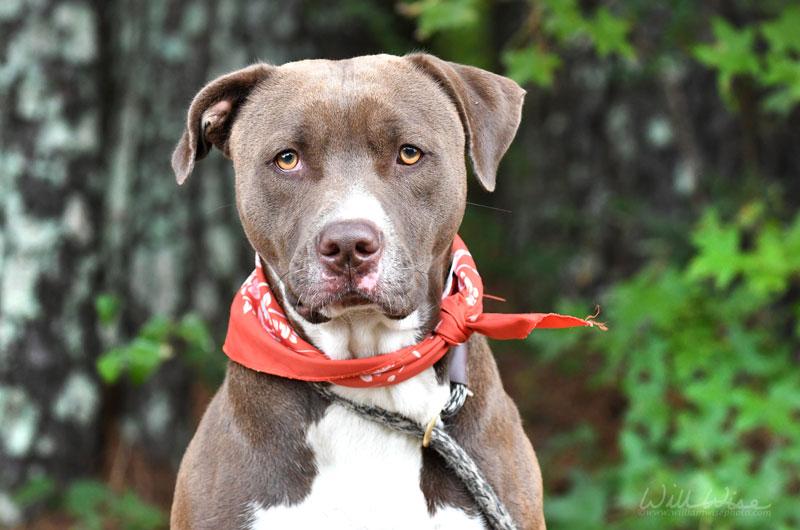 Jackson, Adoptable, Adult Male Pit Bull Terrier.
