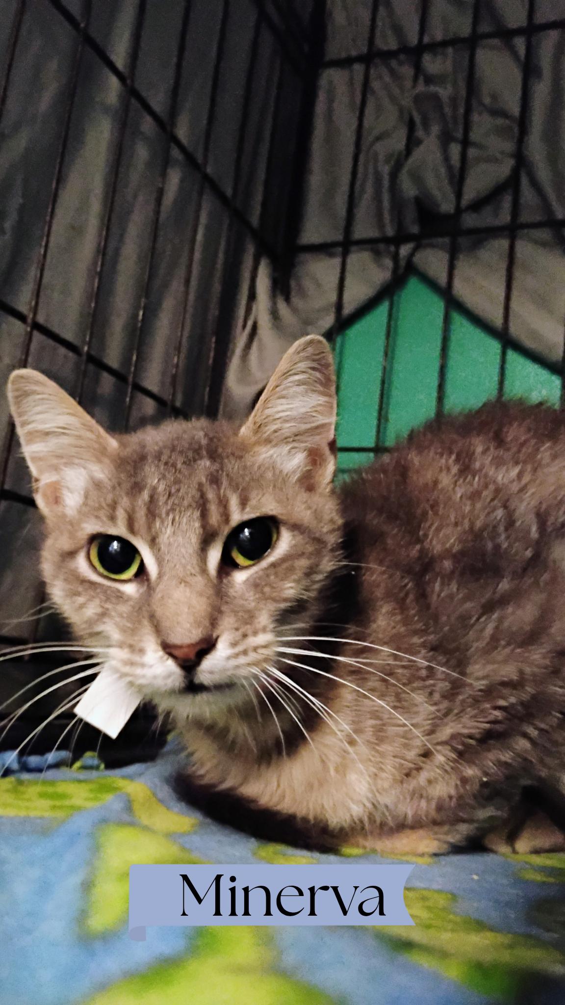 Minerva, Adoptable, Adult Female Tabby.