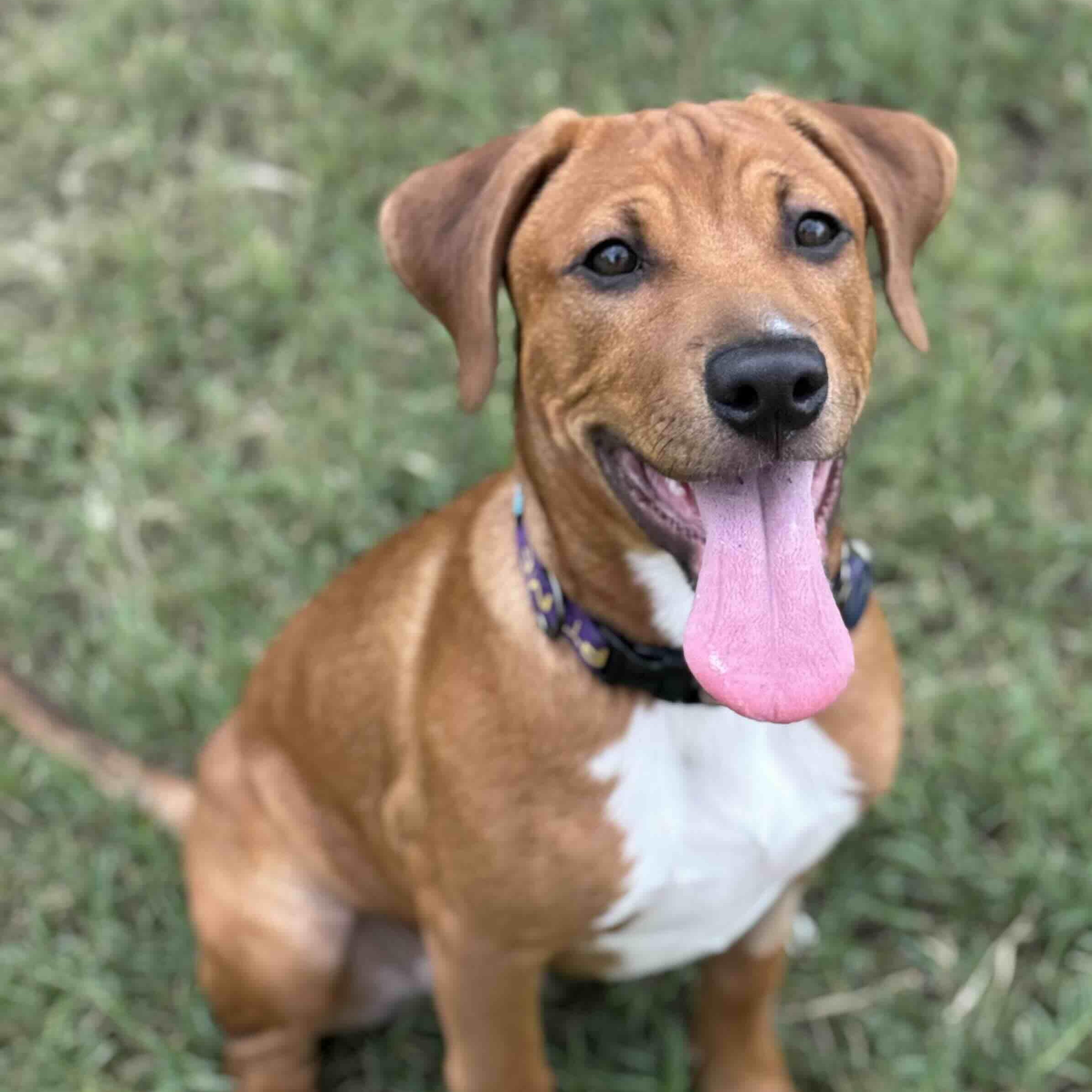 Enlarge Sweet Simba, a Adopted mixed breed in New Port Richey, FL image 1/6