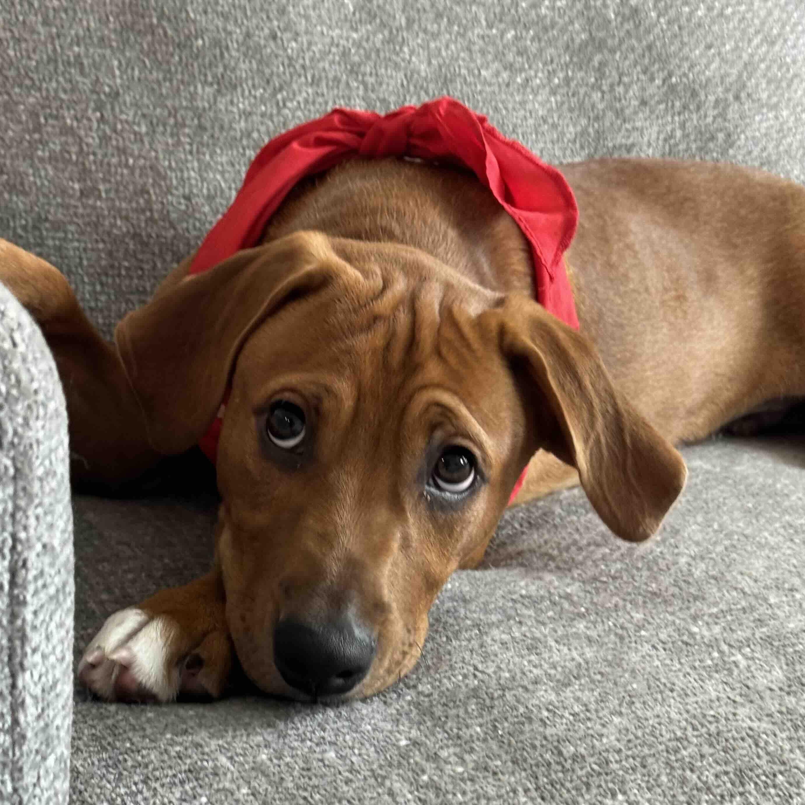 Enlarge Sweet Simba, a Adopted mixed breed in New Port Richey, FL image 4/6