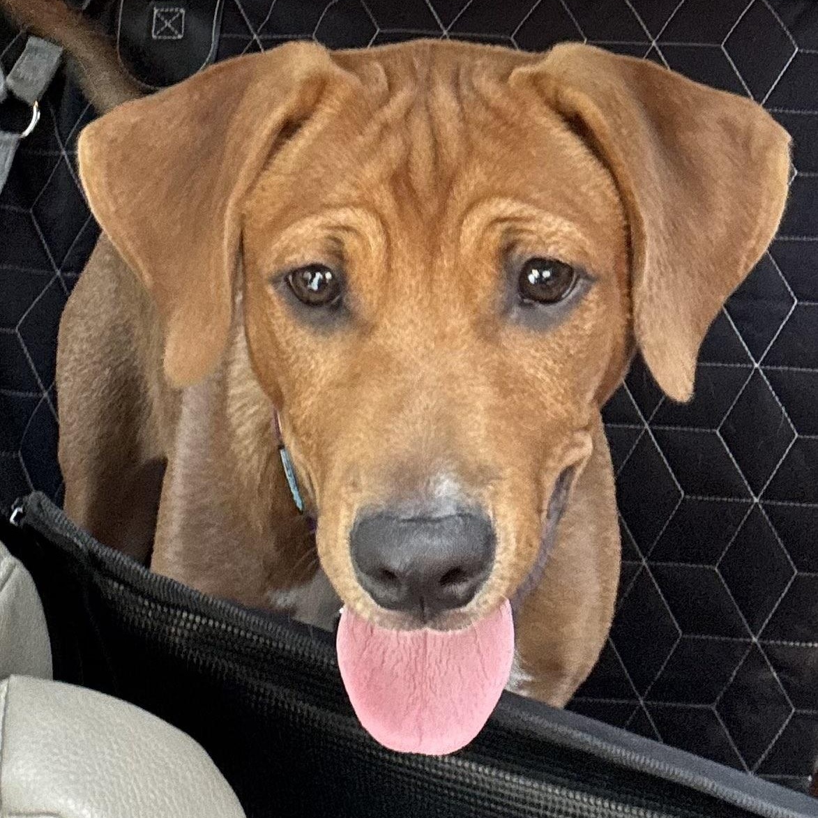 Enlarge Sweet Simba, a Adopted mixed breed in New Port Richey, FL image 5/6