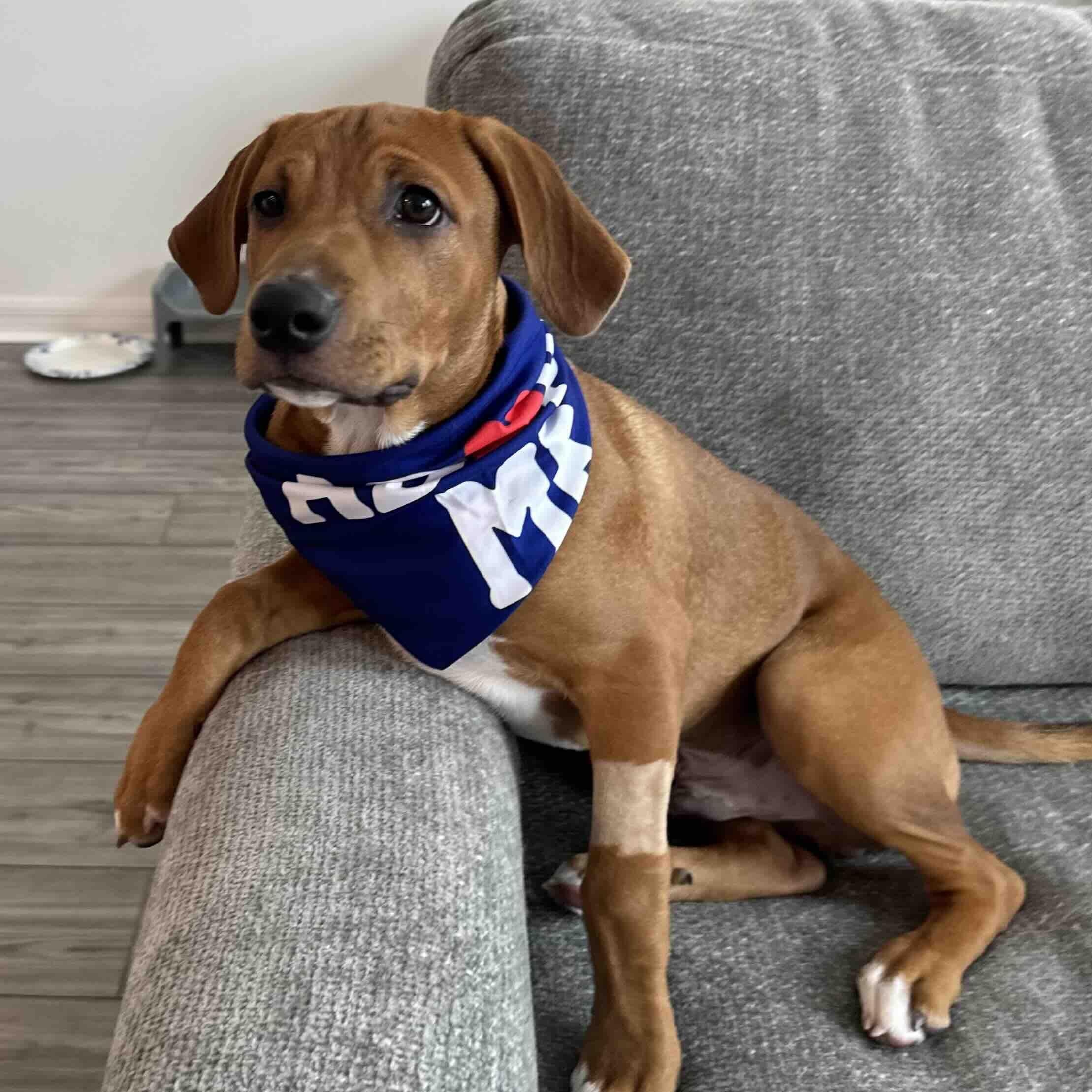 Enlarge Sweet Simba, a Adopted mixed breed in New Port Richey, FL image 6/6