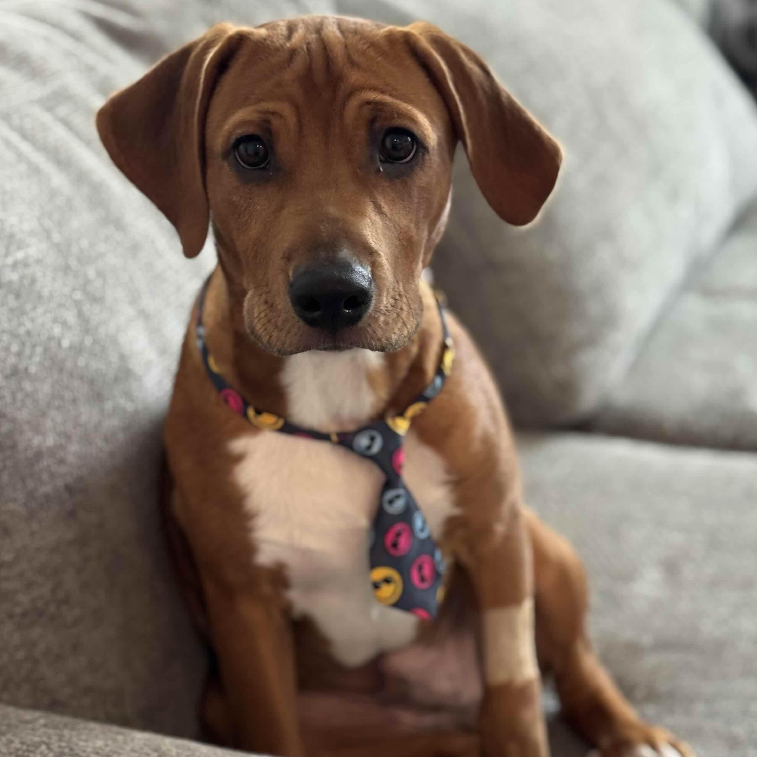 Enlarge Sweet Simba, a Adopted mixed breed in New Port Richey, FL image 3/6