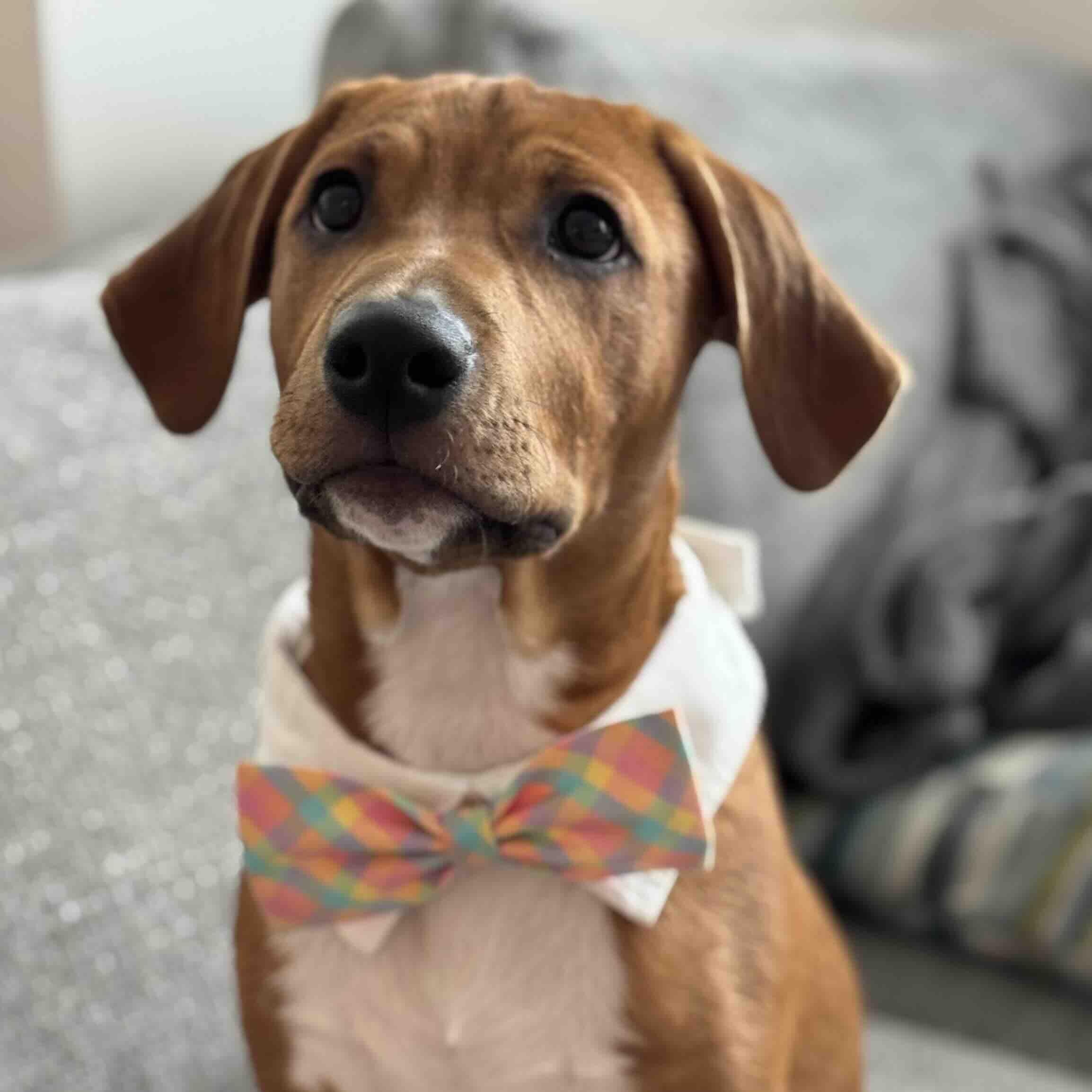 Enlarge Sweet Simba, a Adopted mixed breed in New Port Richey, FL image 2/6