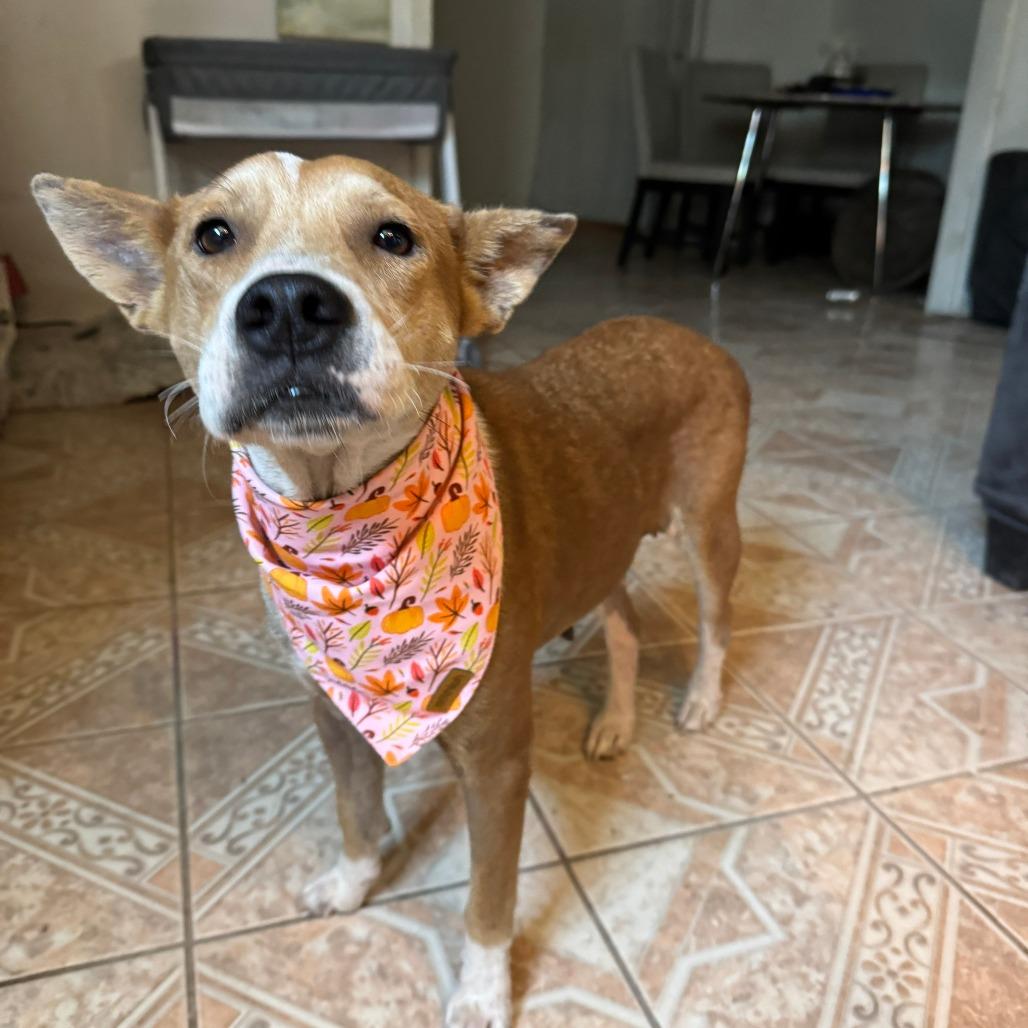 Chrissy, Adoptable, Adult Female Australian Cattle Dog / Blue Heeler & Mixed Breed.