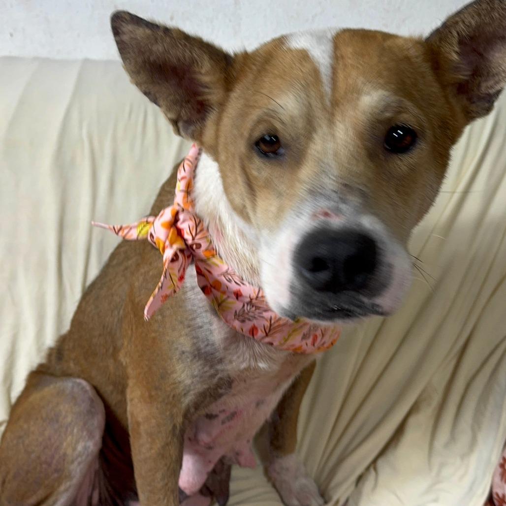 Chrissy, a Adoptable mixed breed in Tomball, TX image 2/3