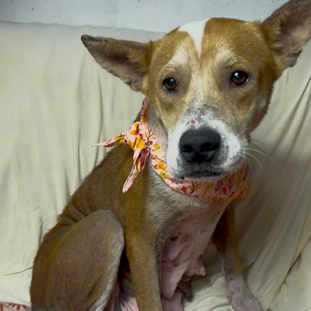 Chrissy, a Adoptable mixed breed in Tomball, TX image 3/3