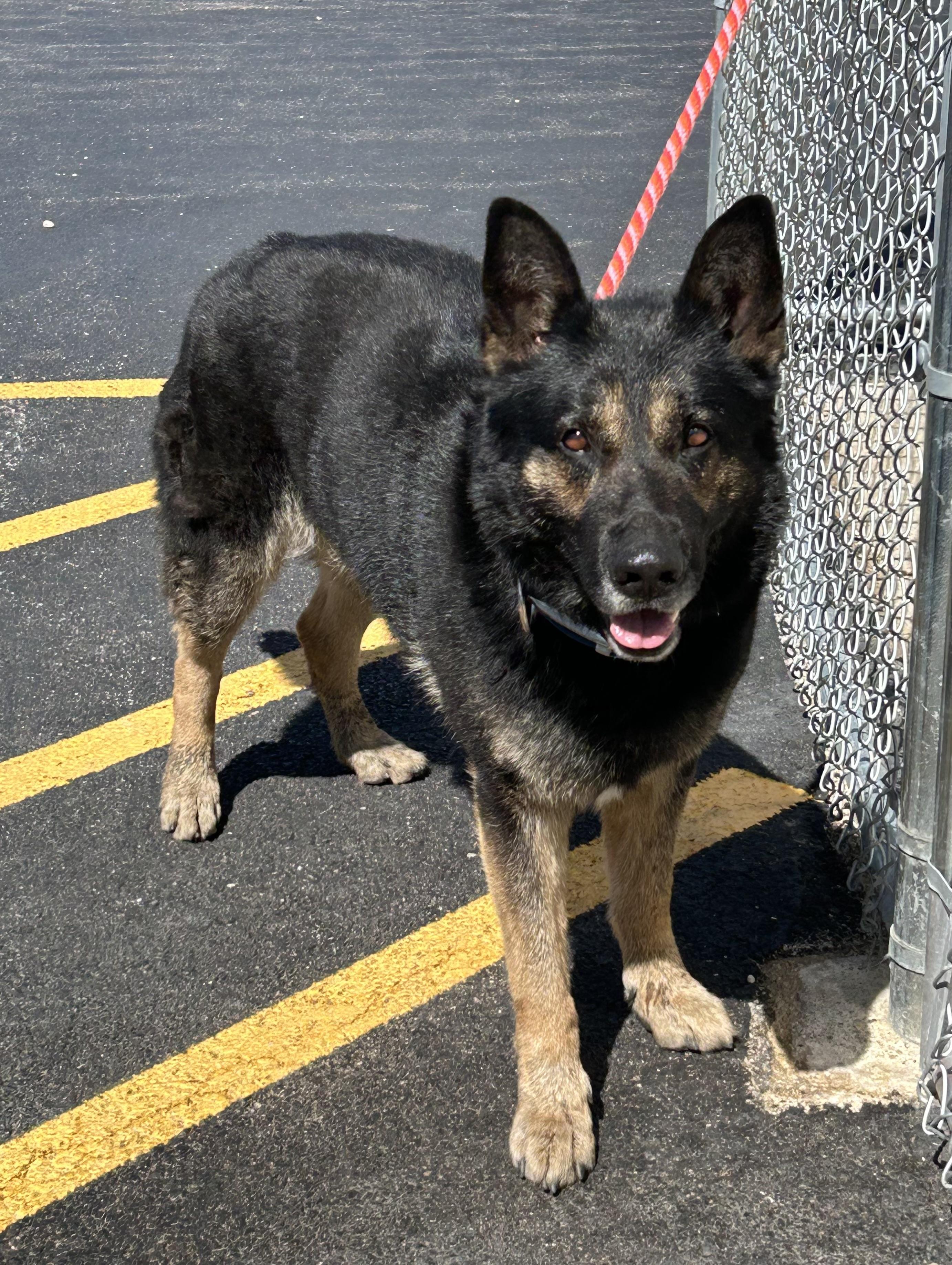 Enlarge Mac Bear, a Adoptable German Shepherd Dog in Chicago, IL image 2/3