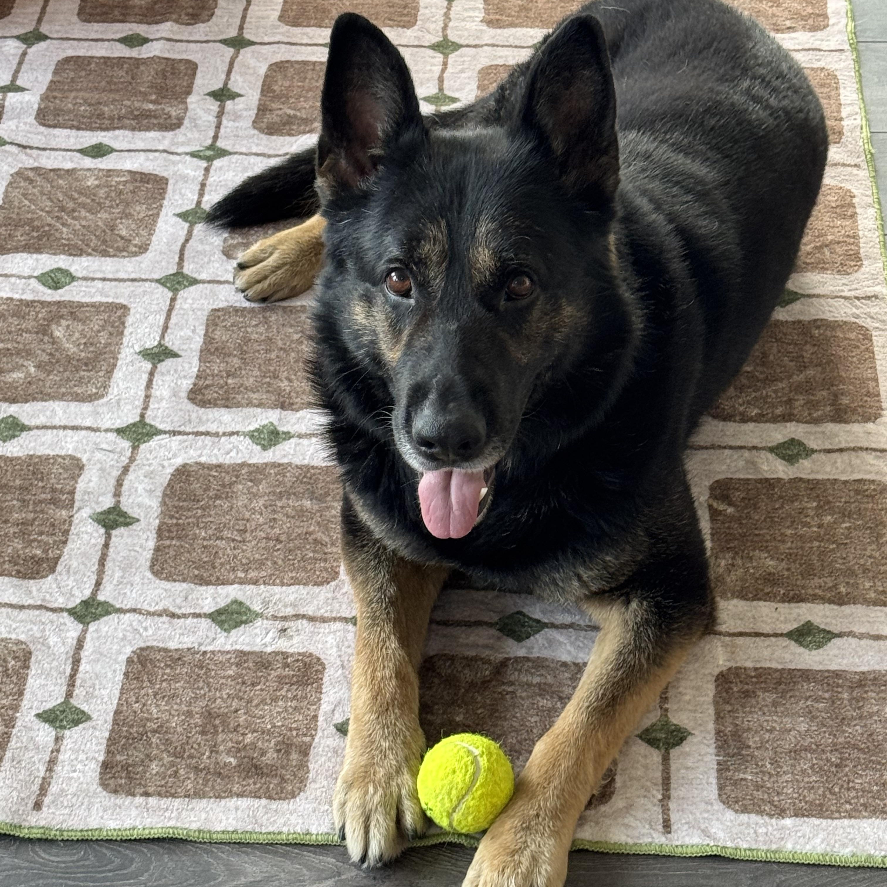 Enlarge Mac Bear, a Adoptable German Shepherd Dog in Chicago, IL image 1/3