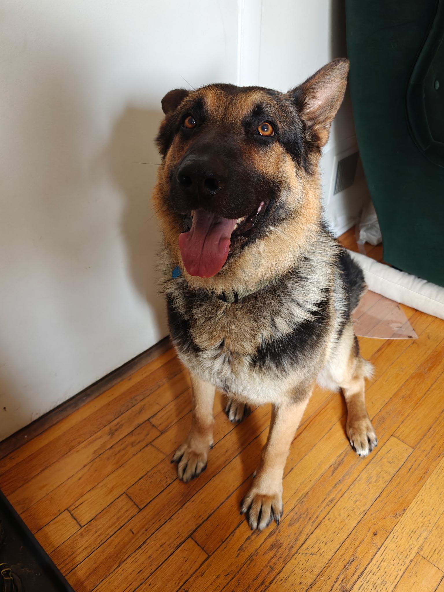 Mac Bear 3