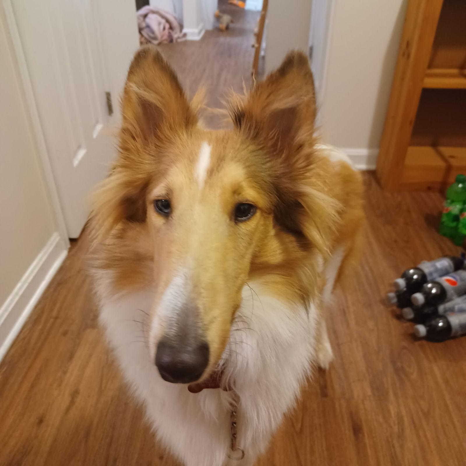 Calie, Adoptable, Adult Female Collie.