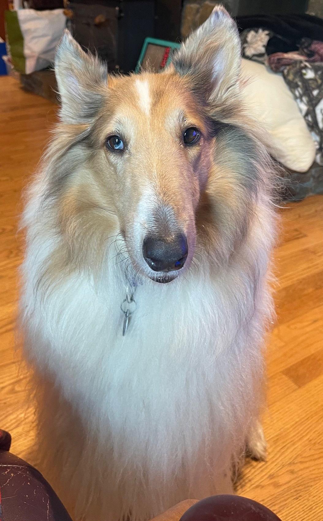 Enlarge Calie, a Adoptable Collie in Chantilly, VA image 2/3