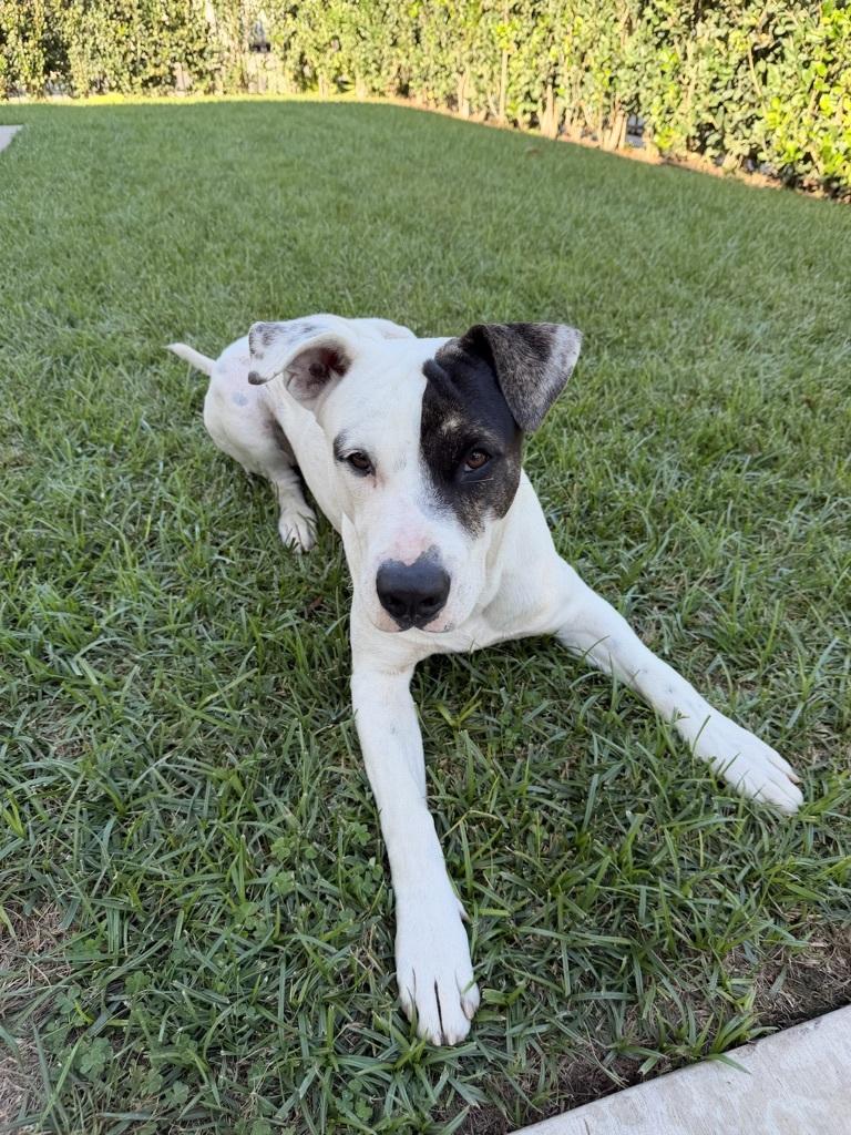 Enlarge Reggie, a Adoptable mixed breed in Los Angeles, CA image 1/3