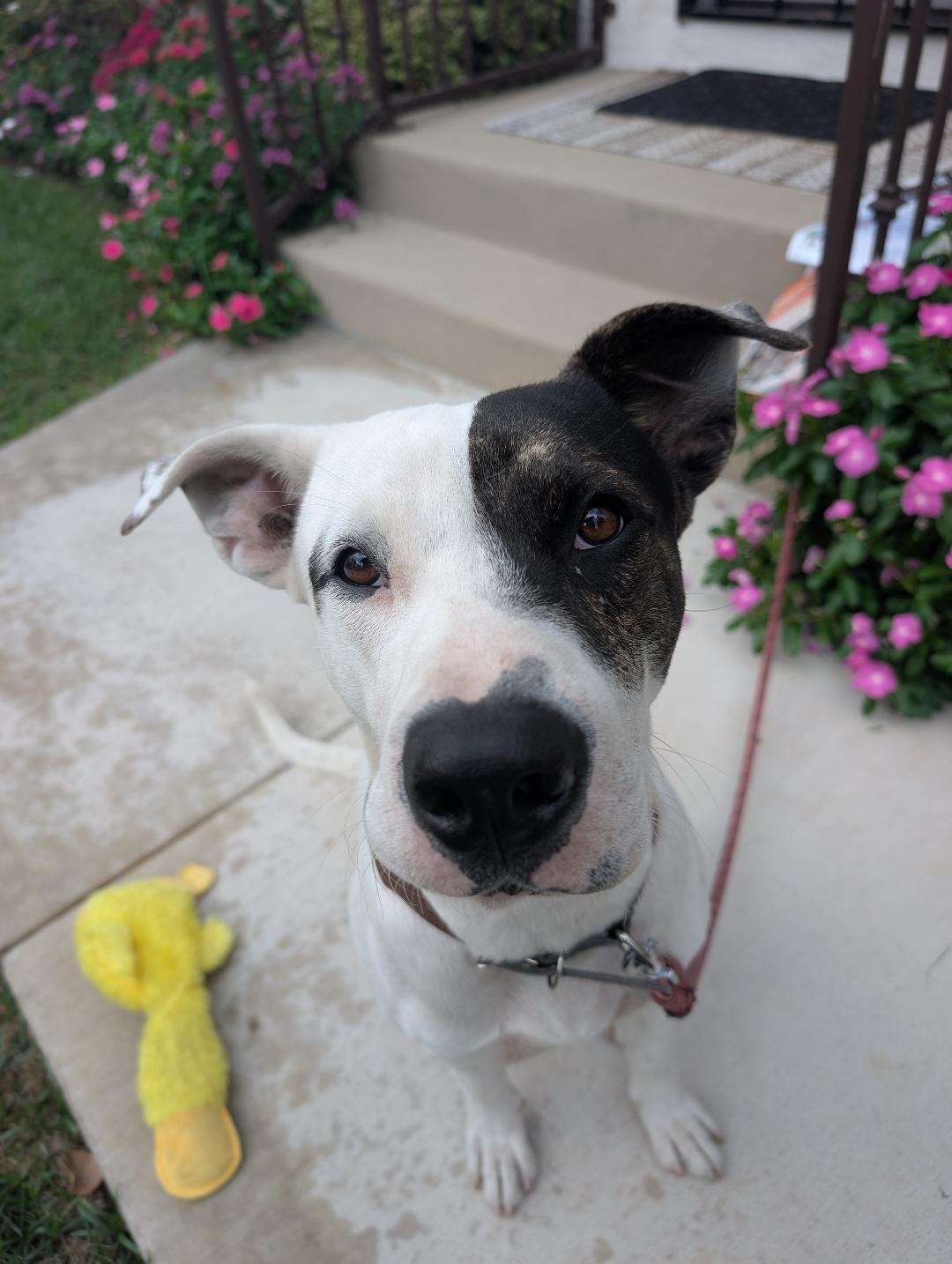 Enlarge Reggie, a Adoptable mixed breed in Los Angeles, CA image 3/3