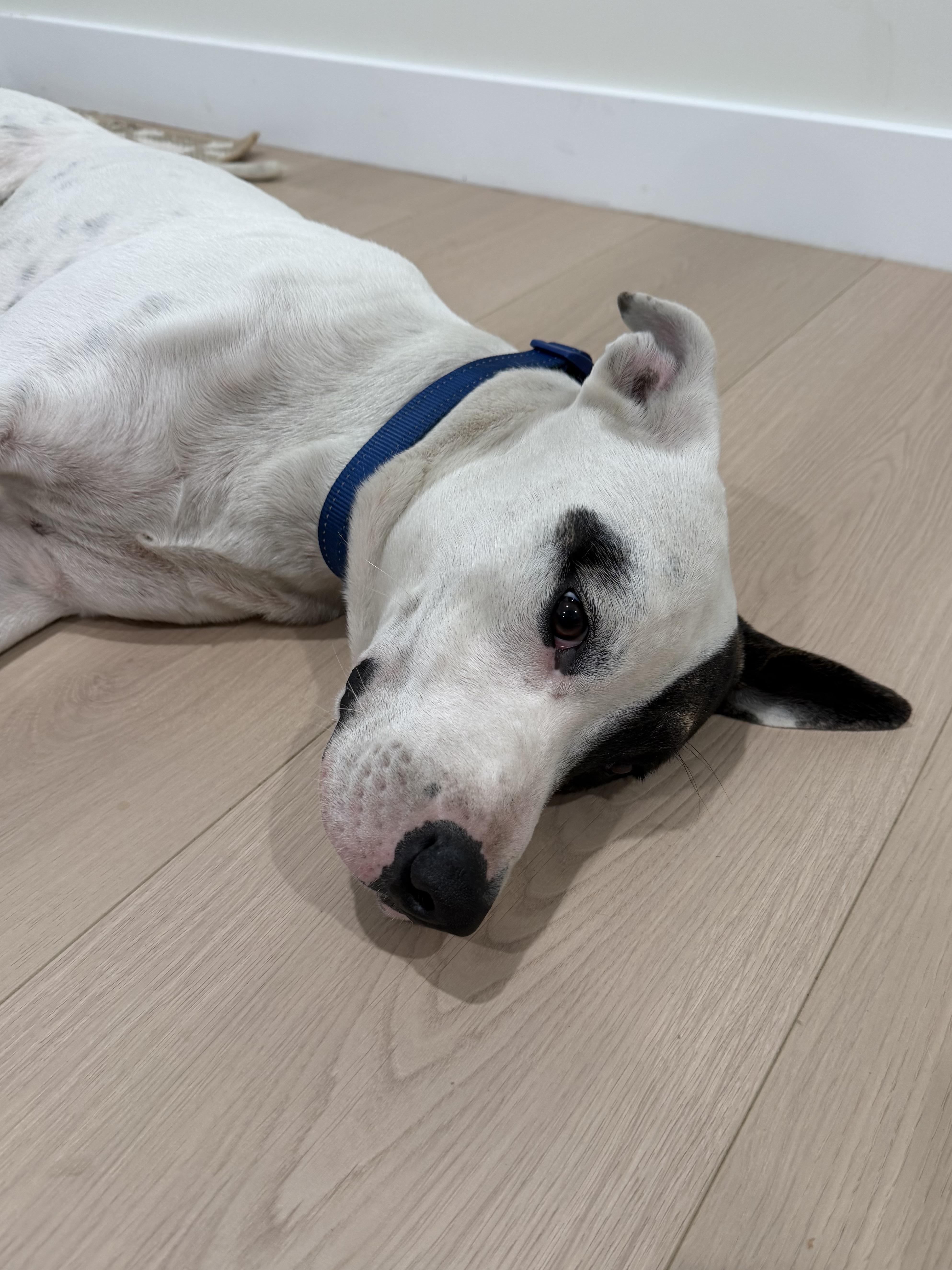 Enlarge Reggie, a Adoptable mixed breed in Los Angeles, CA image 2/3