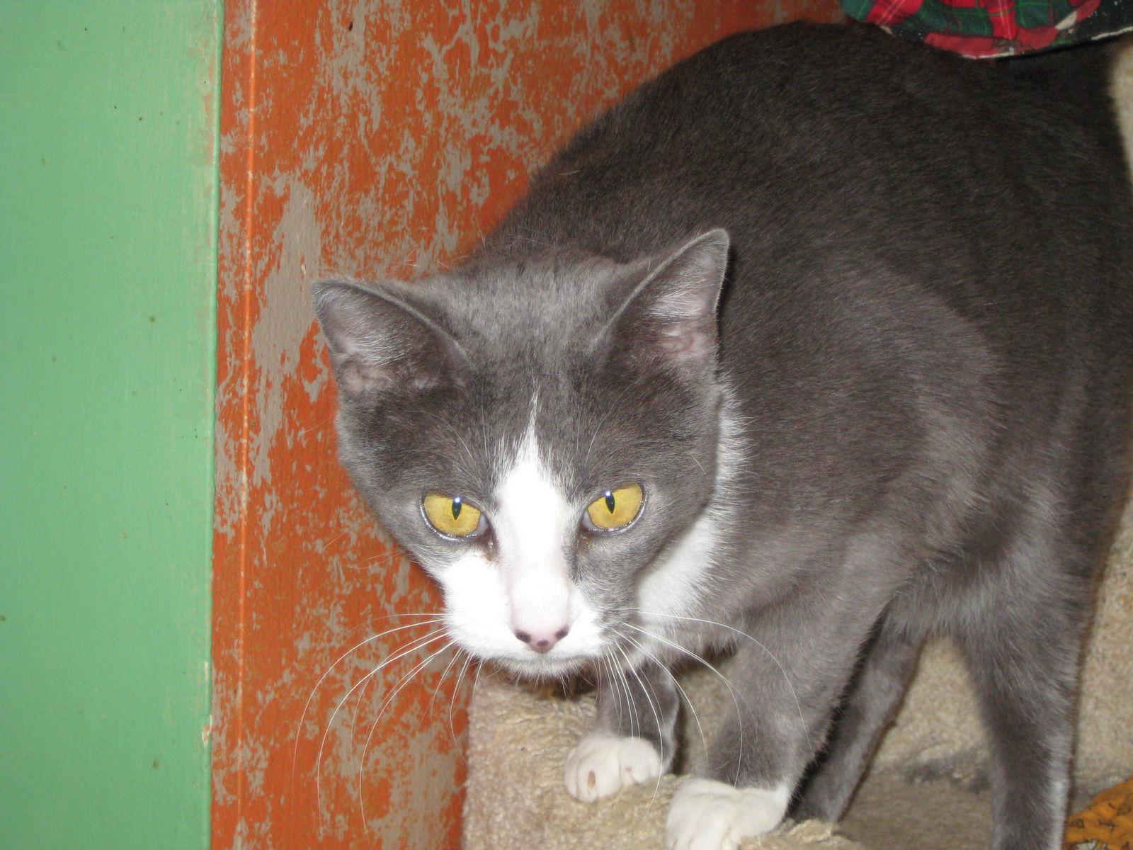 Smokey, Adoptable, Adult Male Domestic Short Hair.