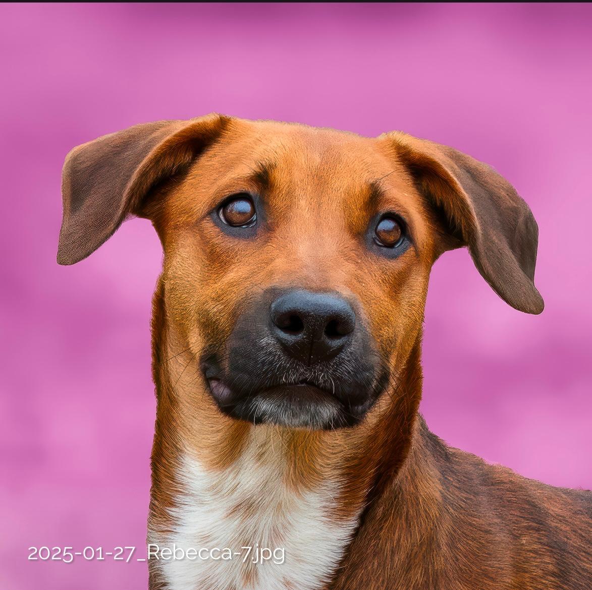Rebecca, Young Female Hound