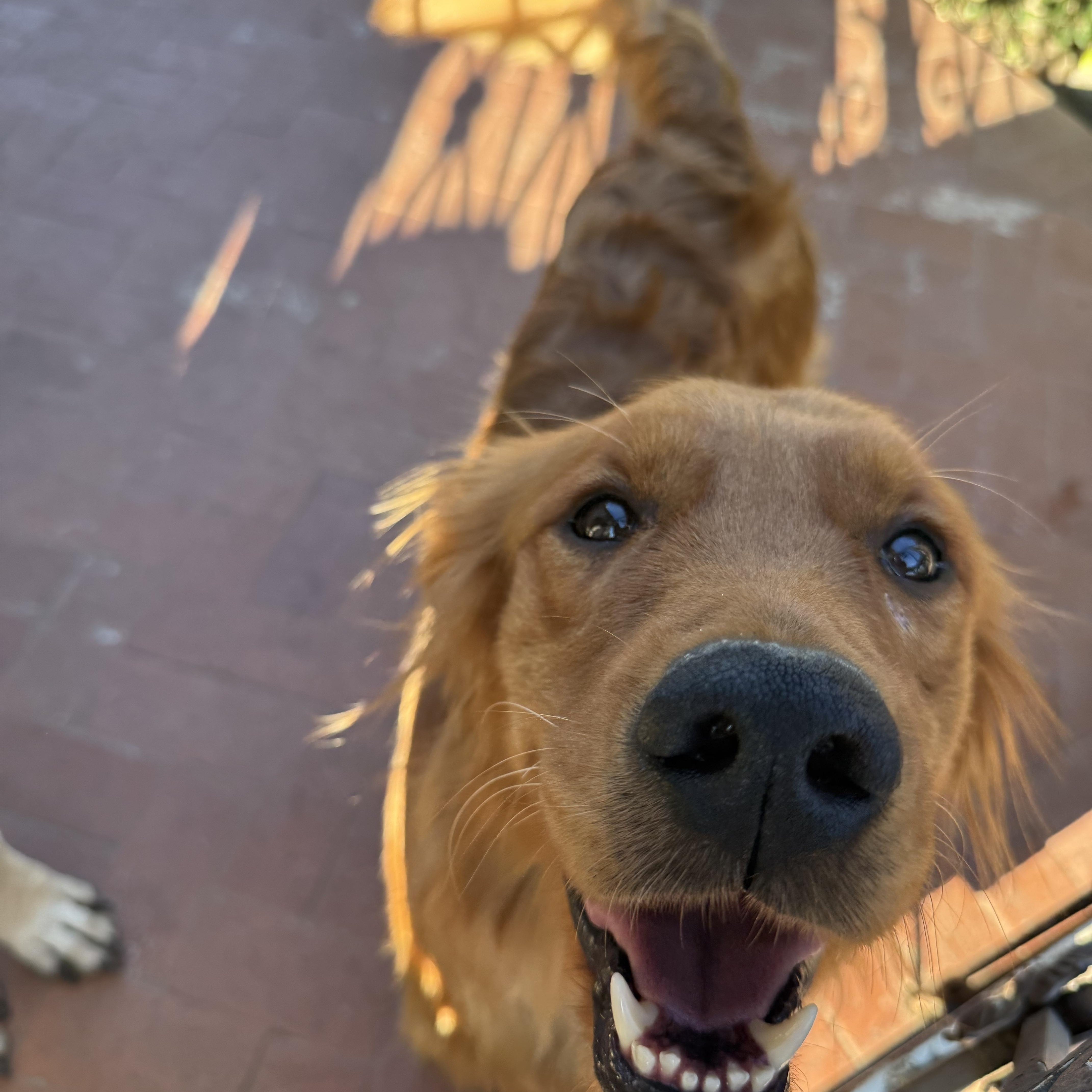 Tommy, a Adoptable Golden Retriever in West Hollywood, CA image 1/6