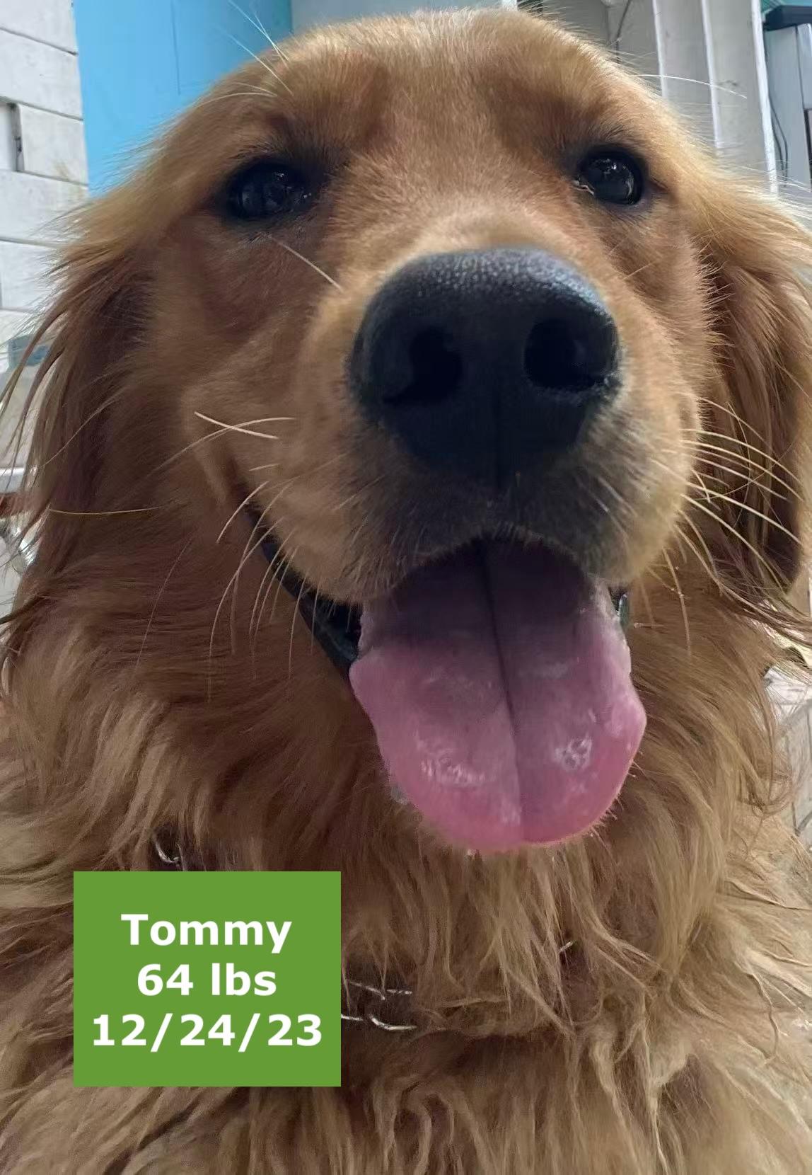 Tommy, a Adoptable Golden Retriever in West Hollywood, CA image 2/6