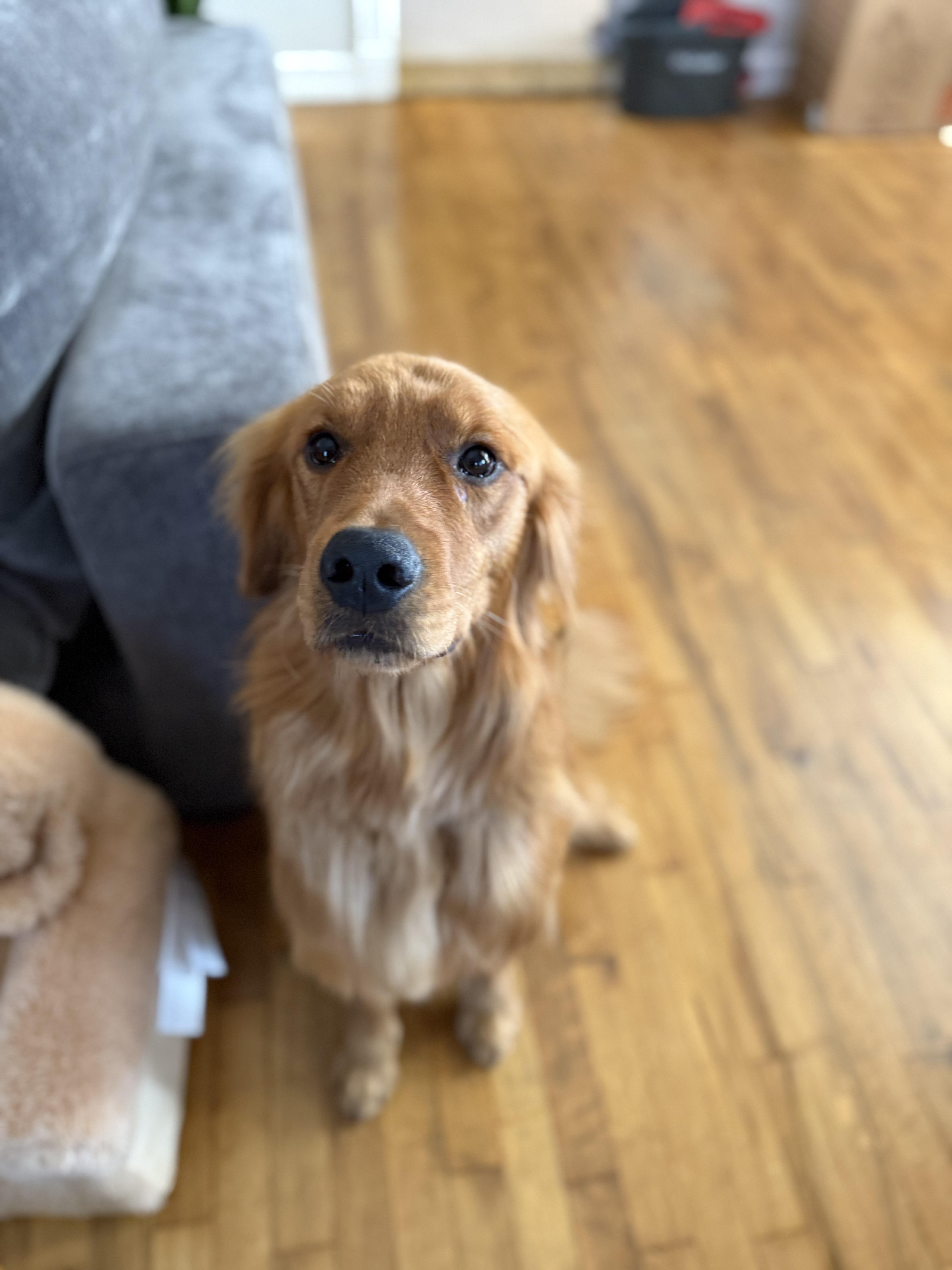 Tommy, a Adoptable Golden Retriever in West Hollywood, CA image 3/6