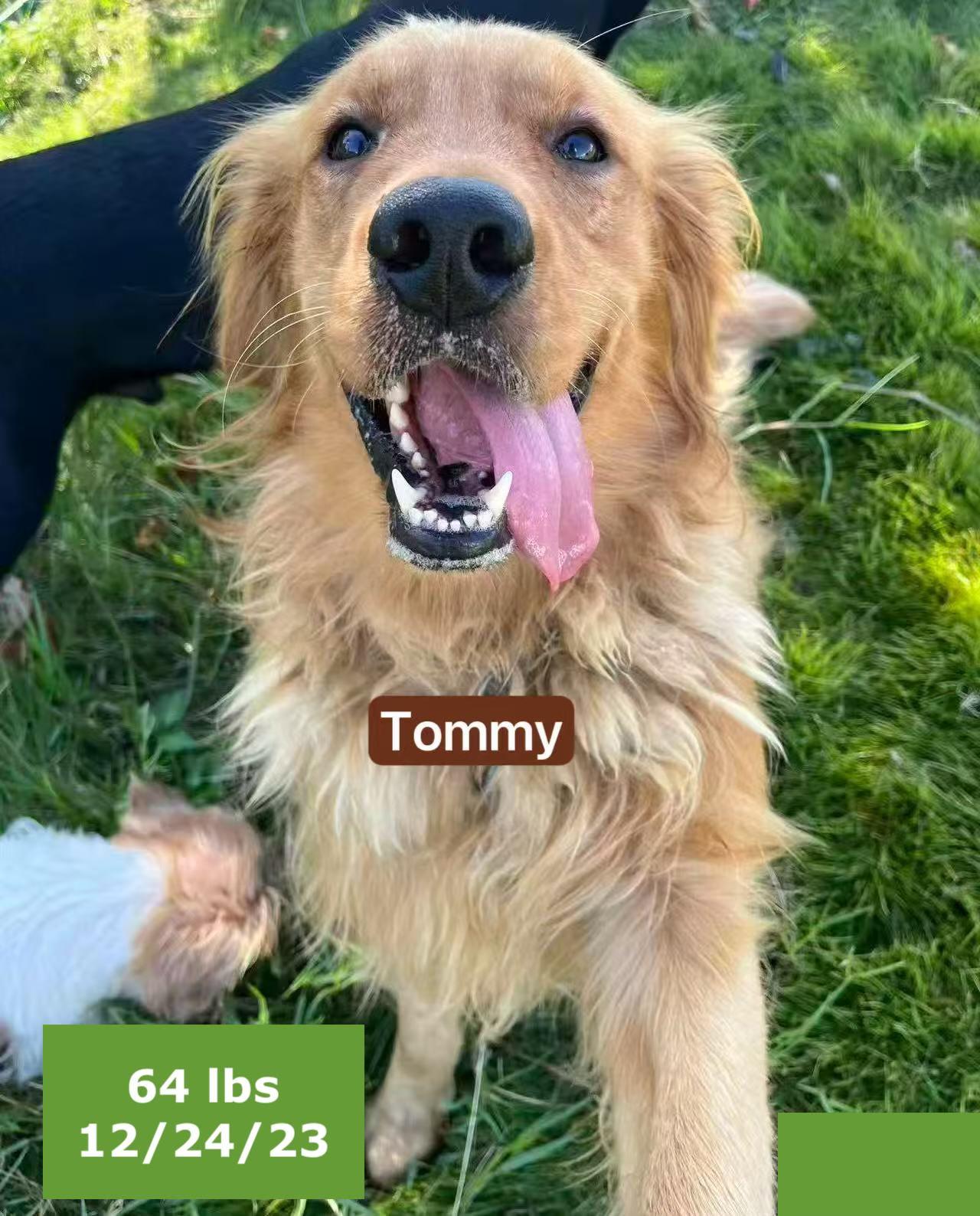 Tommy, a Adoptable Golden Retriever in West Hollywood, CA image 4/6