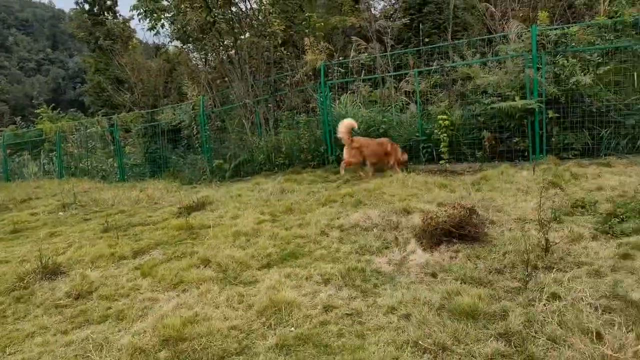 Enlarge Tommy, a Adoptable Golden Retriever in West Hollywood, CA video 5/6