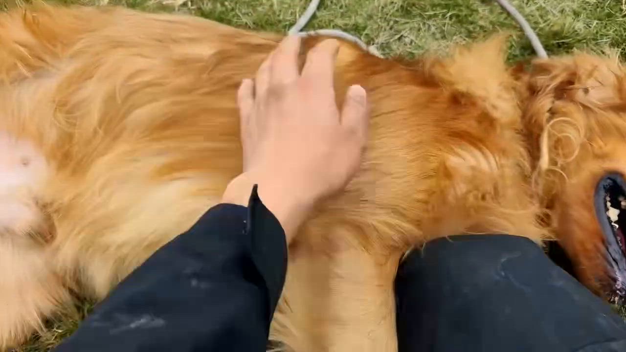 Enlarge Tommy, a Adoptable Golden Retriever in West Hollywood, CA video 6/6
