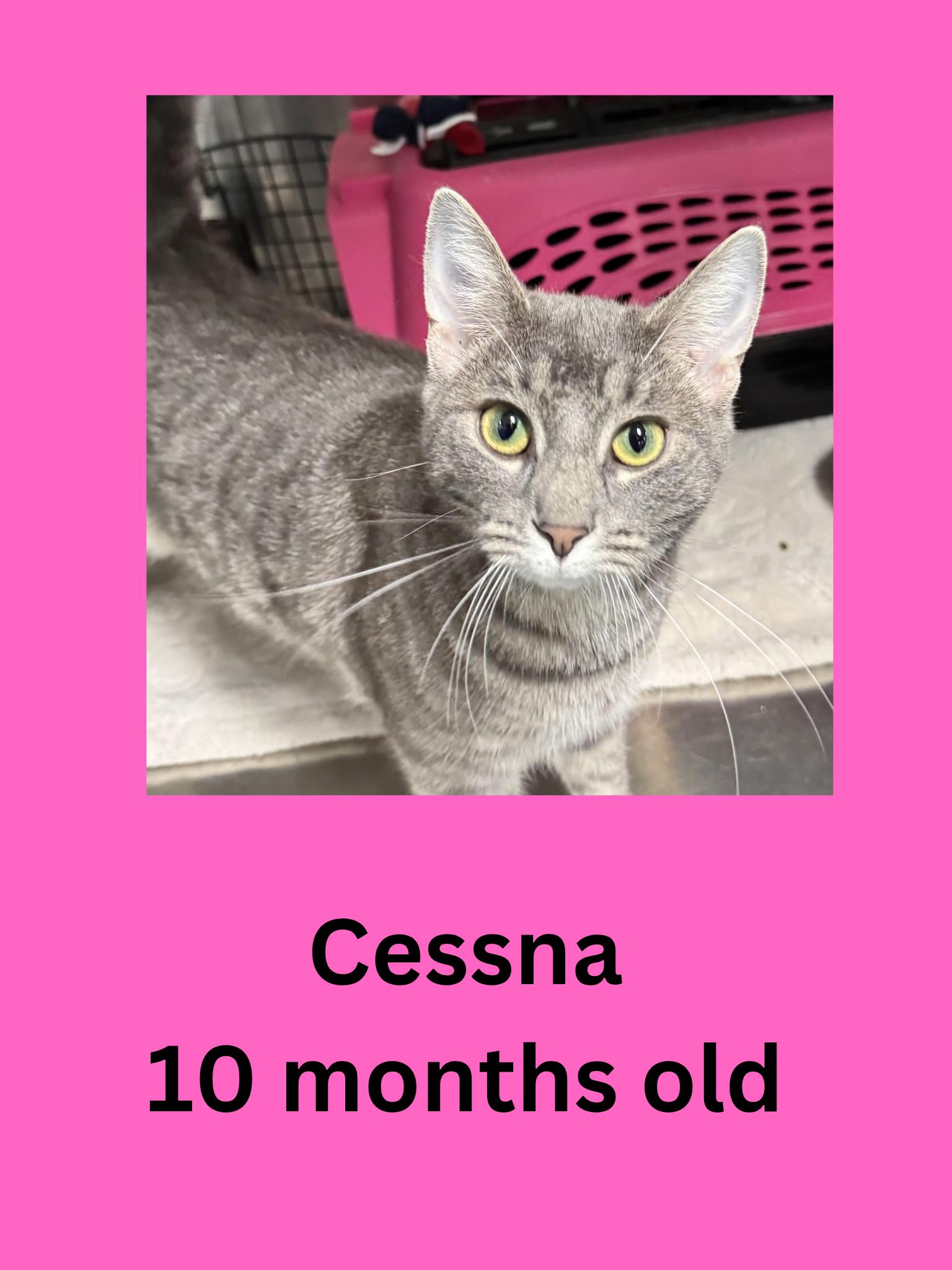 Cessna, ADOPTABLE, Young Female Domestic Short Hair.