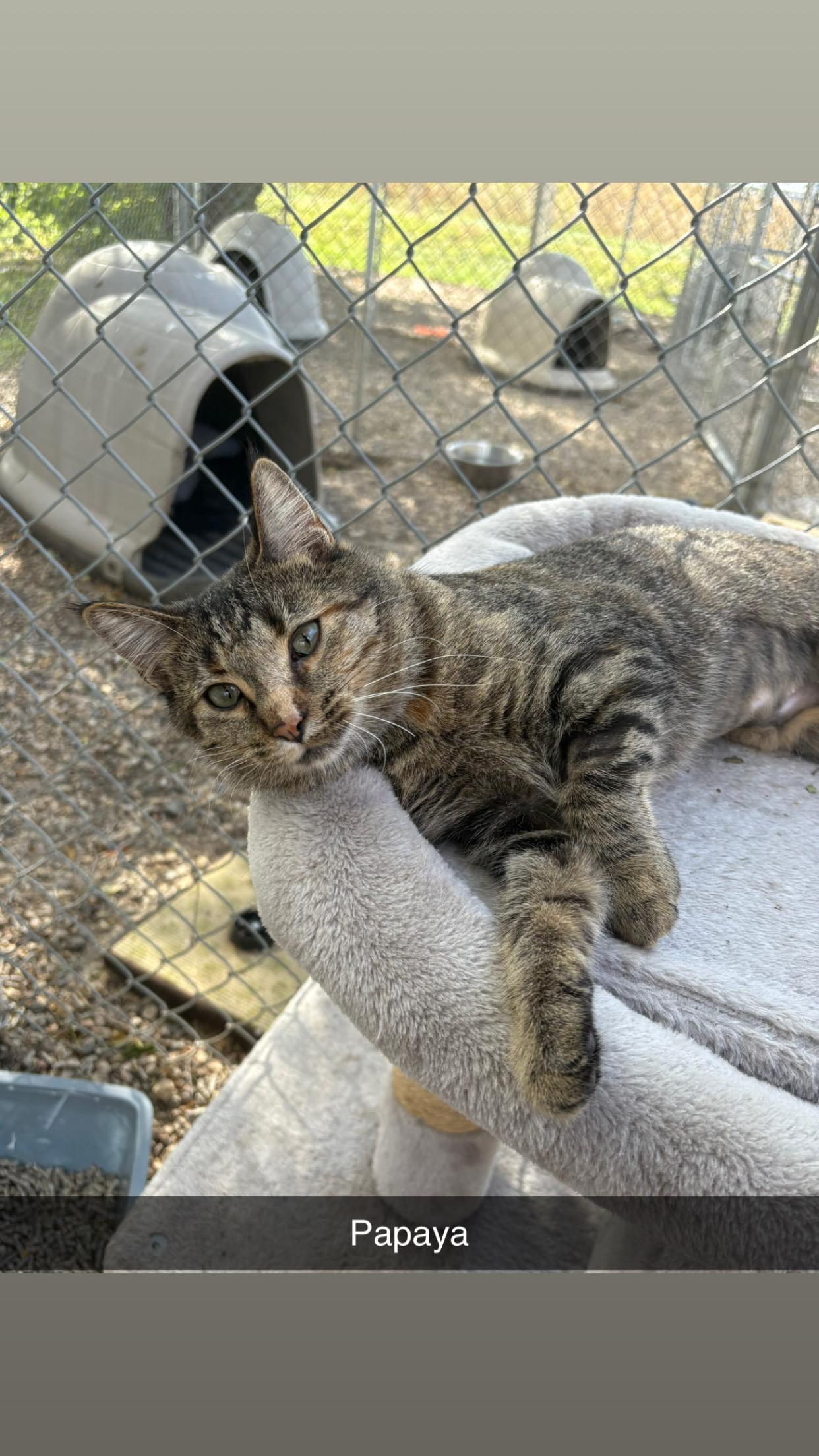 Enlarge Papaya, a Adoptable Domestic Short Hair in Weyburn, SK image 1/1
