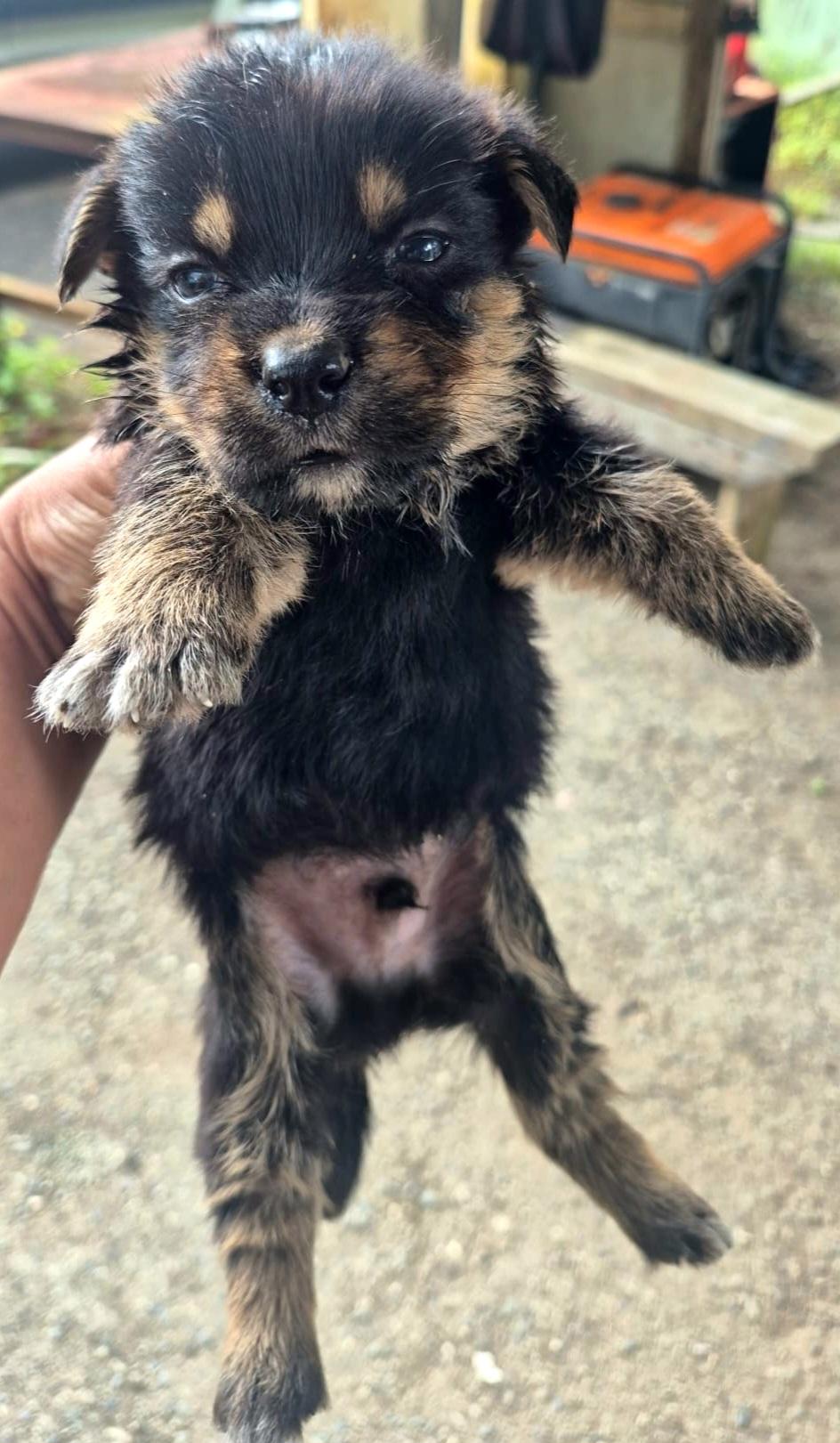 Socrates "the Only Love thumbnail 2