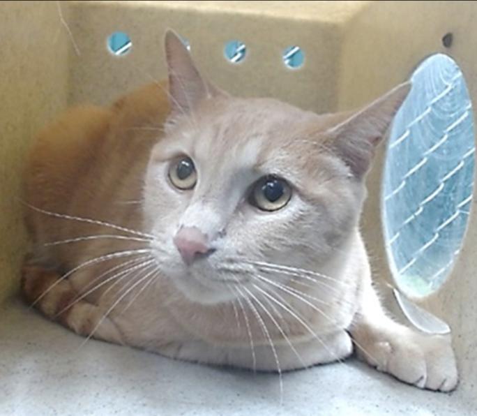 Titus, Adoptable, Young Male American Shorthair.