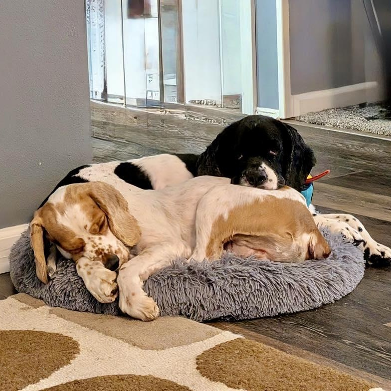 Percy and Oliver, Adult Male Cocker Spaniel