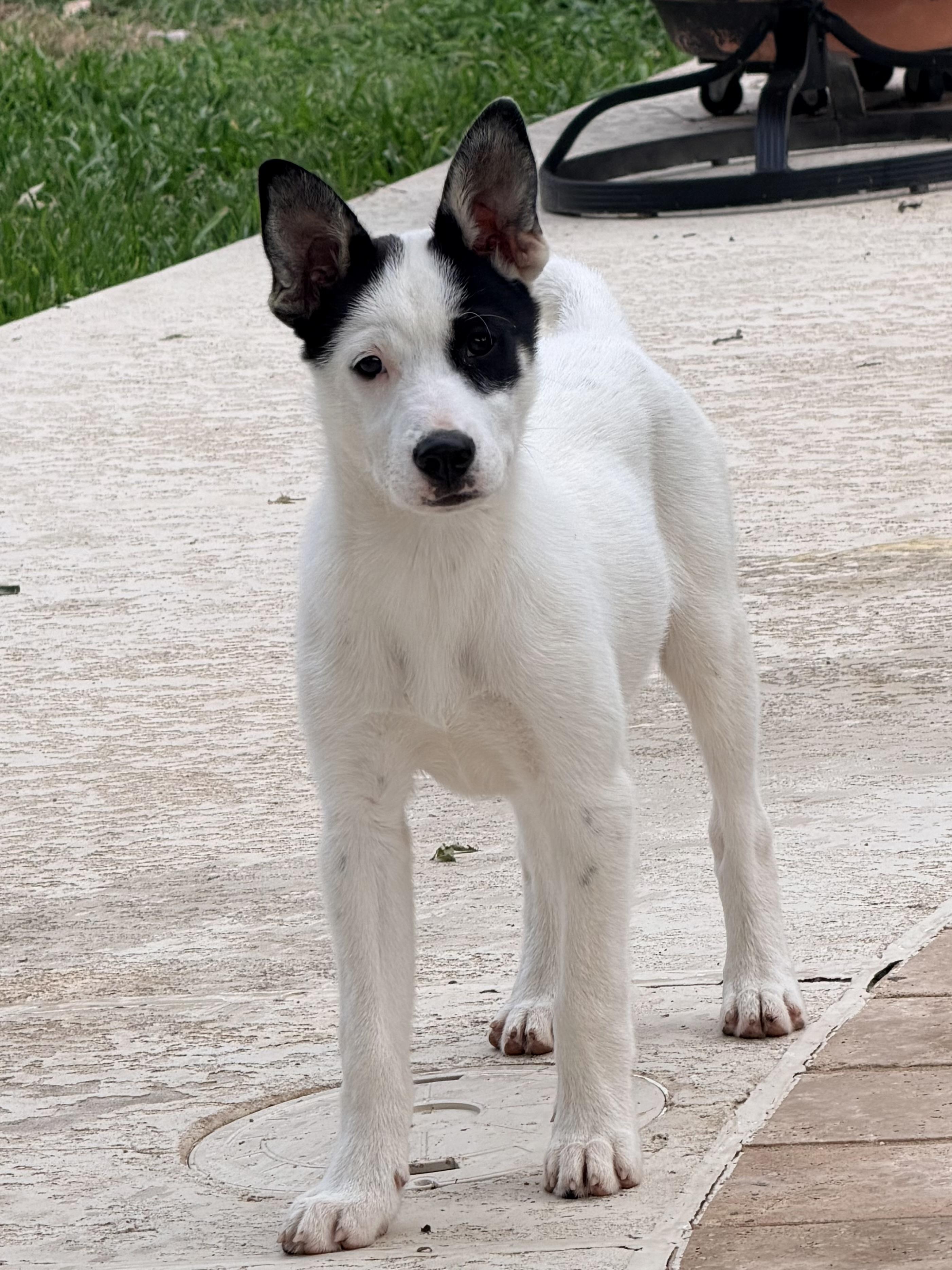 Enlarge Twix, a ADOPTABLE mixed breed in Baker, LA image 4/5