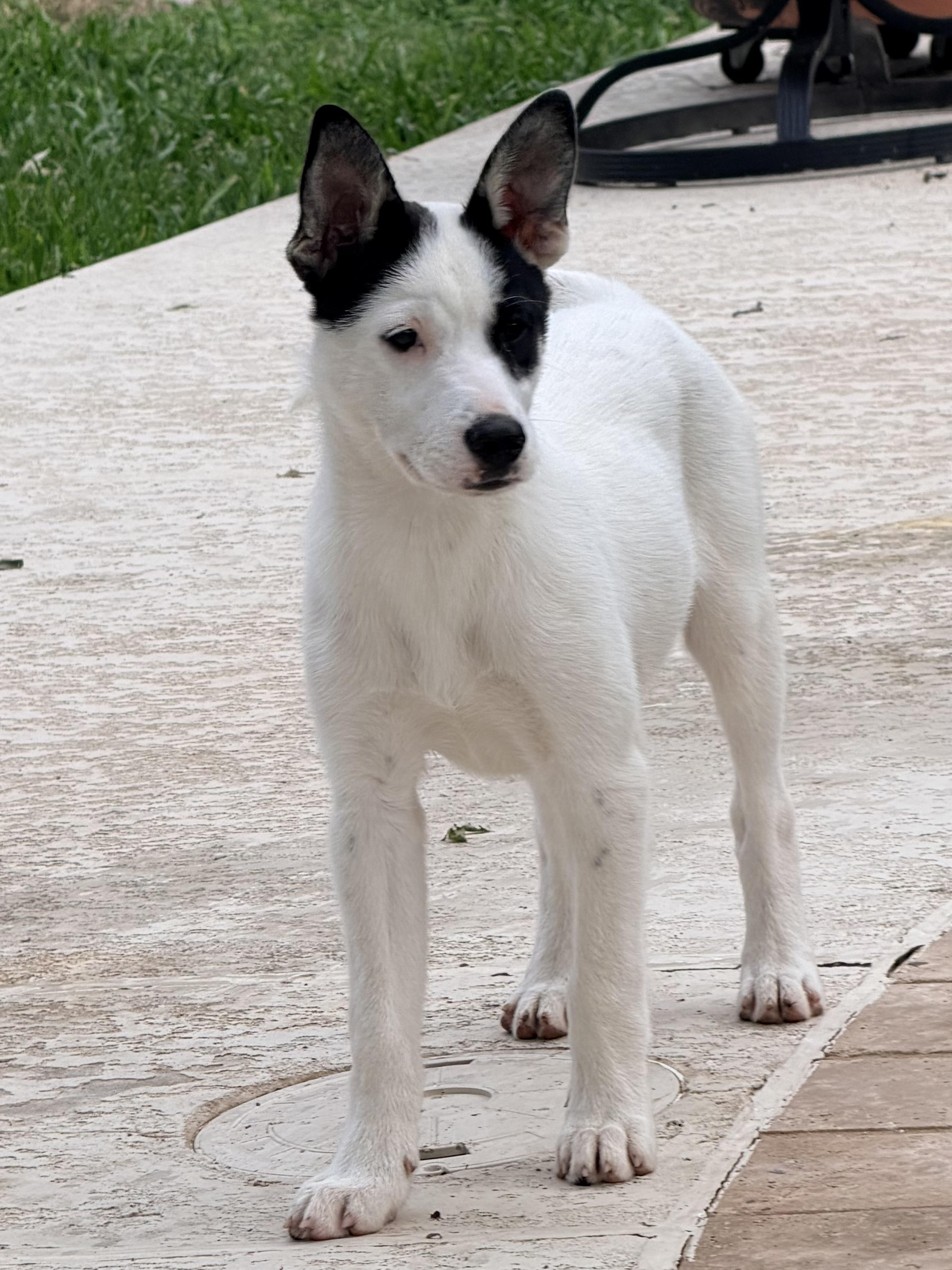 Enlarge Twix, a ADOPTABLE mixed breed in Baker, LA image 5/5