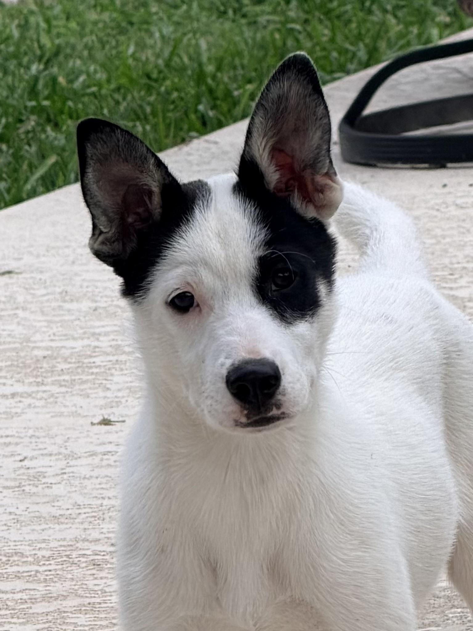 Twix, ADOPTABLE, Young Female Husky & Australian Shepherd.