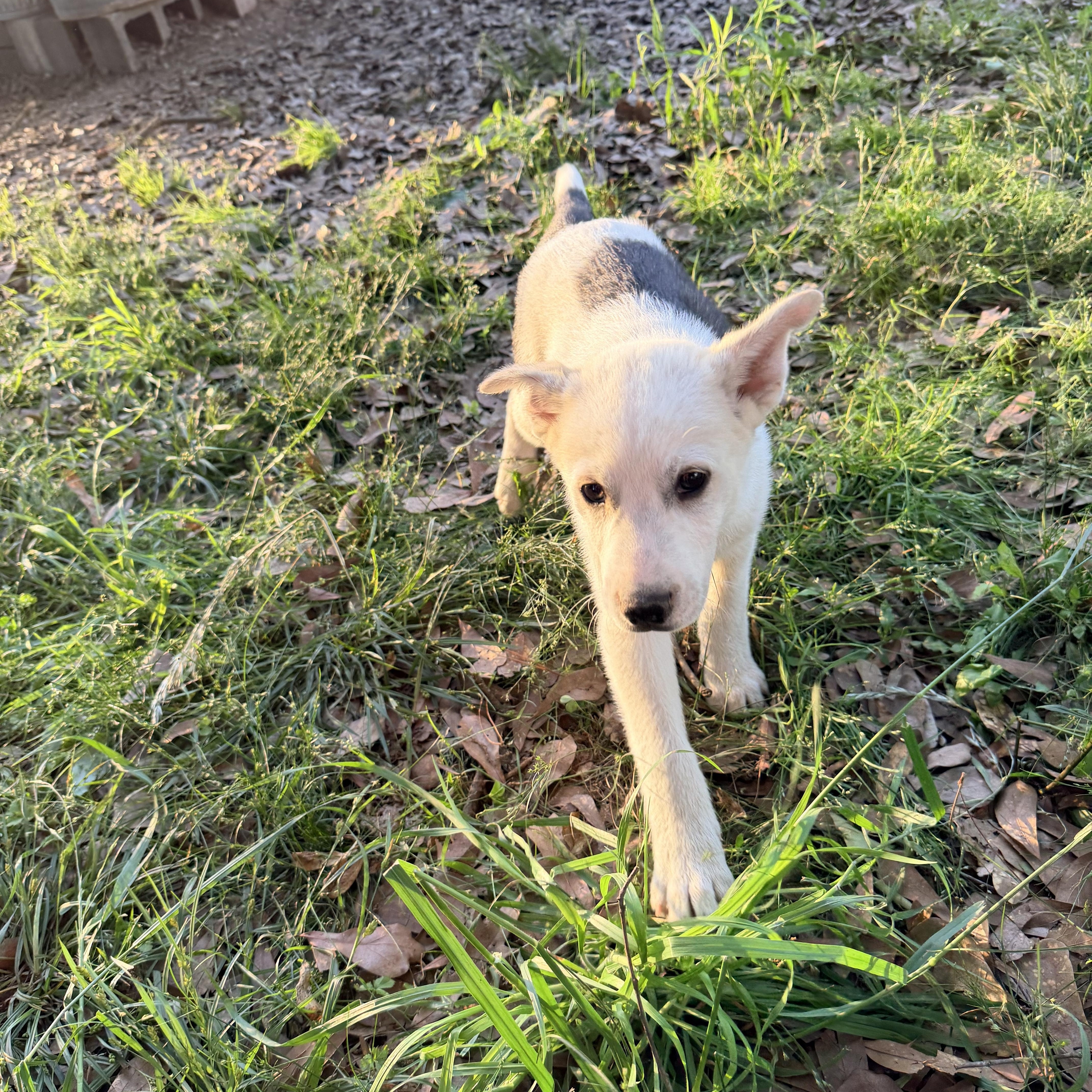 Twix, ADOPTABLE, Puppy Female Husky & Australian Shepherd.