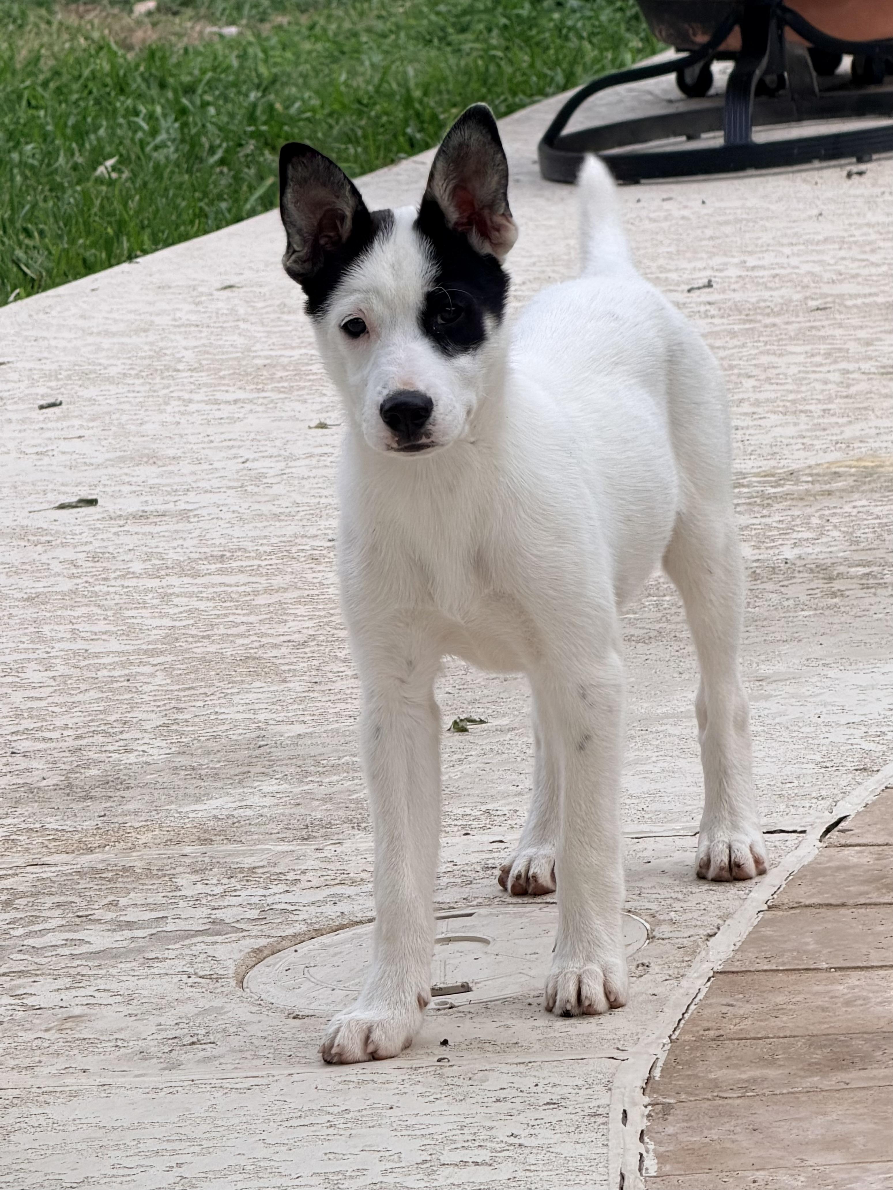 Enlarge Twix, a ADOPTABLE mixed breed in Baker, LA image 2/5