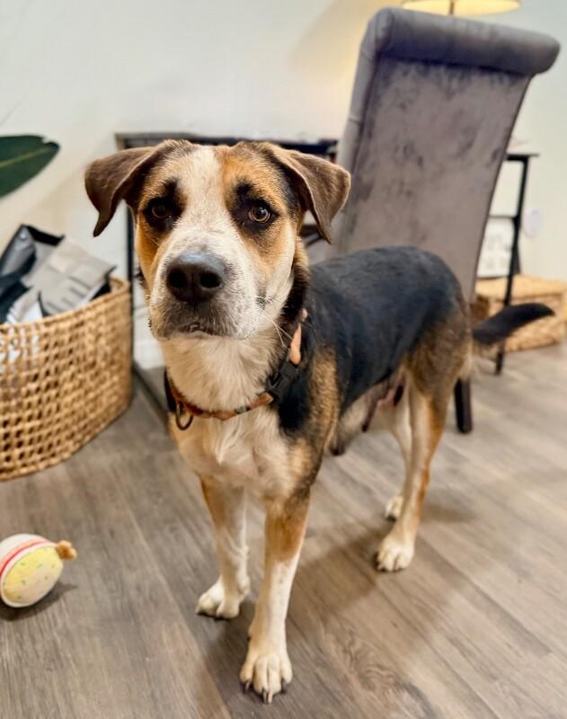 Perla Honey The Snuggle Ready Sweetheart, a Adoptable mixed breed in Montreal, QC image 4/6