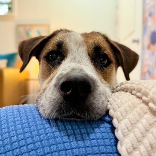 Perla Honey The Snuggle Ready Sweetheart, a Adoptable mixed breed in Montreal, QC image 1/6