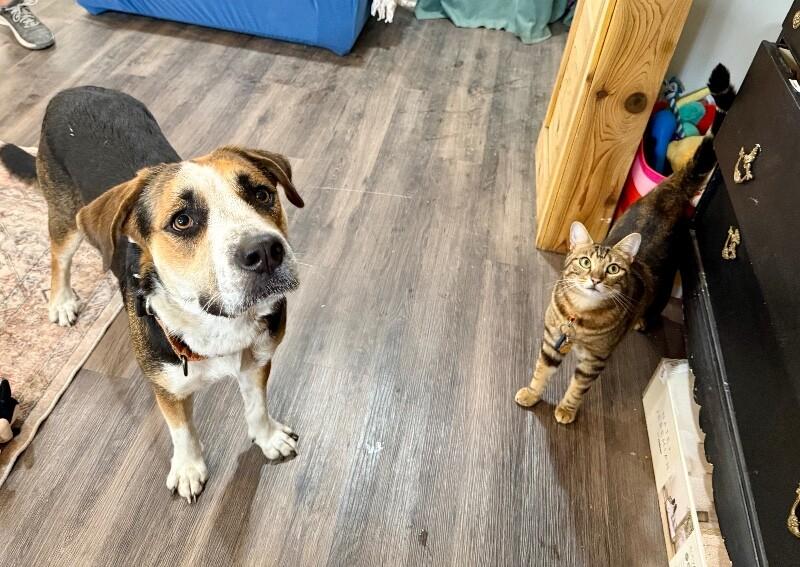 Perla Honey The Snuggle Ready Sweetheart, a Adoptable mixed breed in Montreal, QC image 5/6