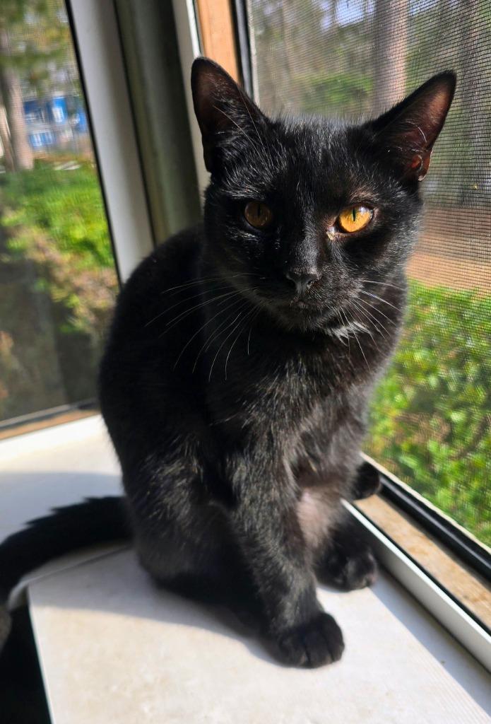 Lui, Adoptable, Young Male Domestic Short Hair.