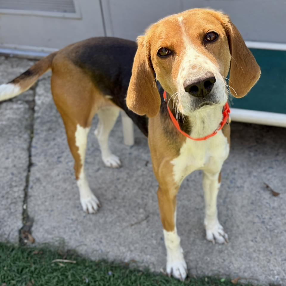 Enlarge Dolly, a Adopted Hound in Whitehall, PA image 1/2